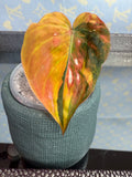 Philodendron Mican Variegated high color cutting