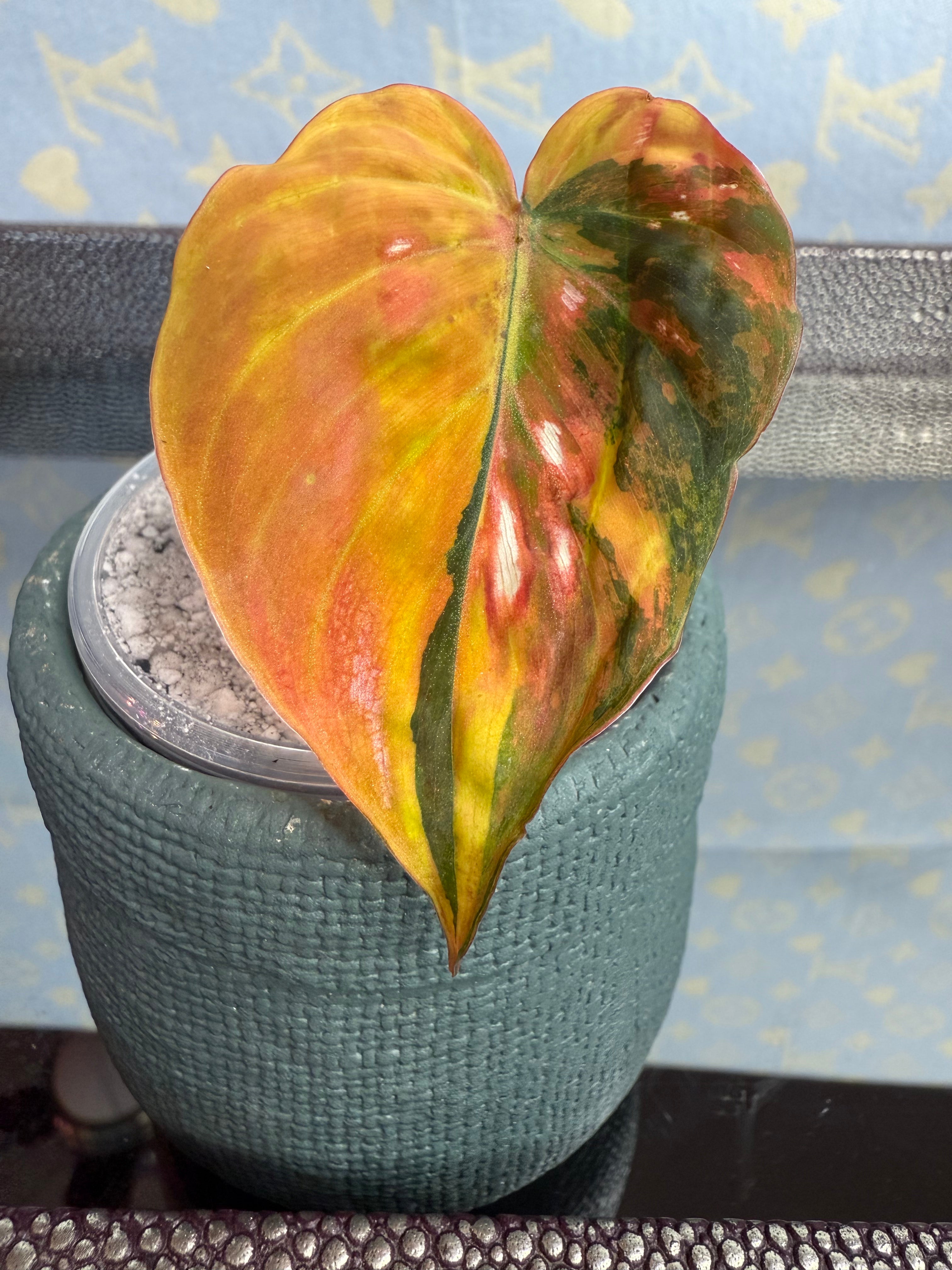 Philodendron Mican Variegated high color cutting