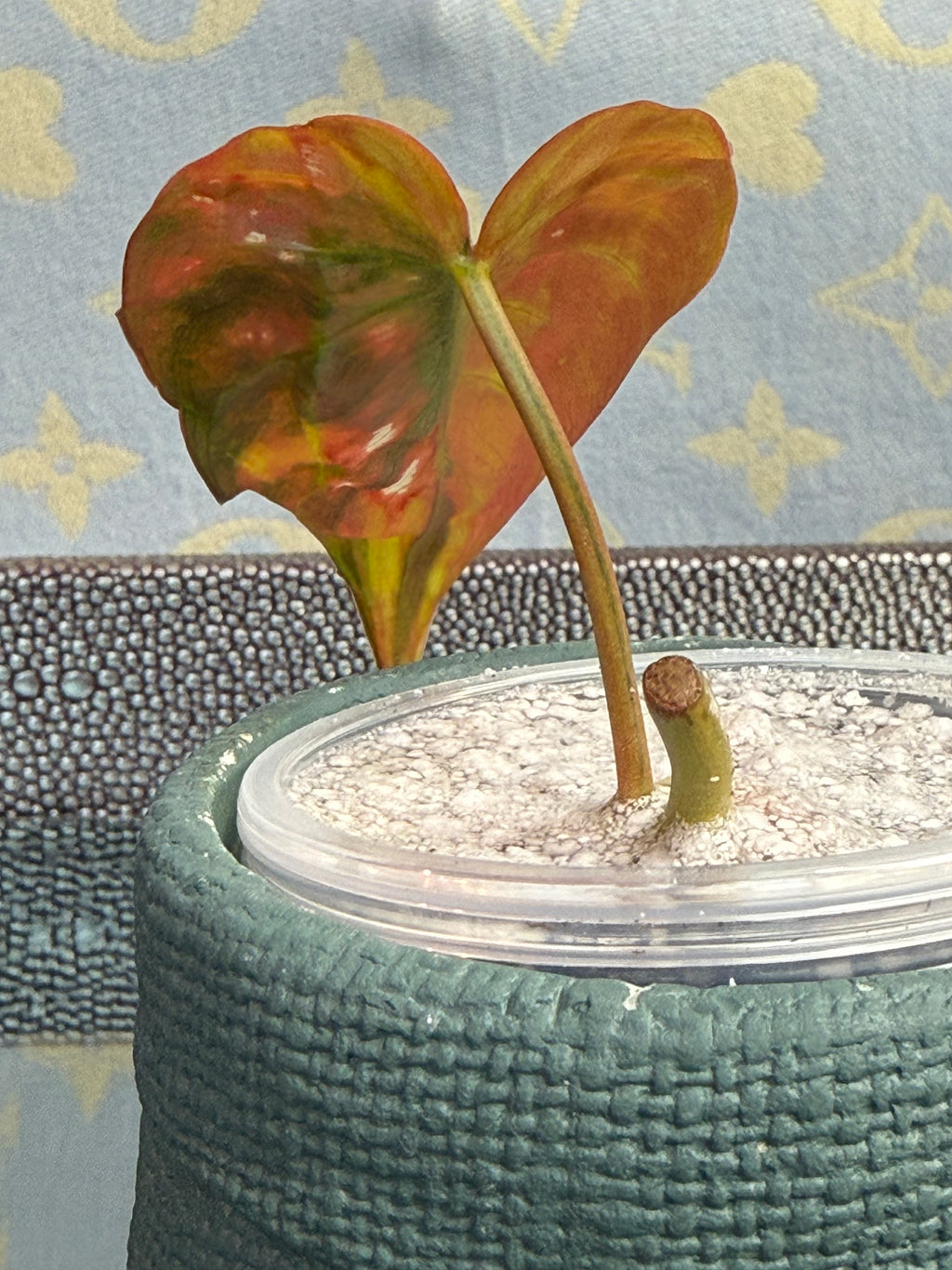 Philodendron Mican Variegated high color cutting