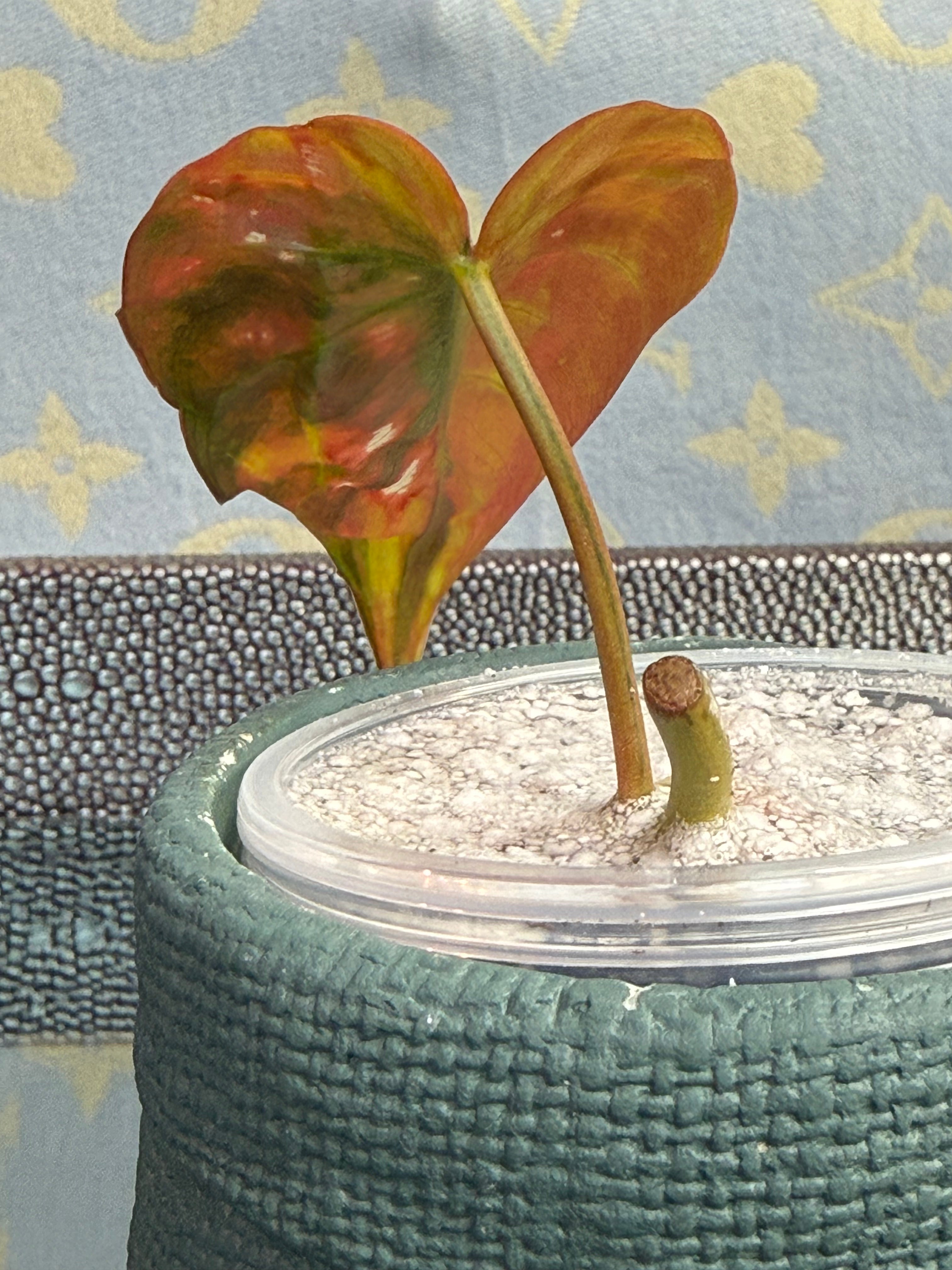 Philodendron Mican Variegated high color cutting