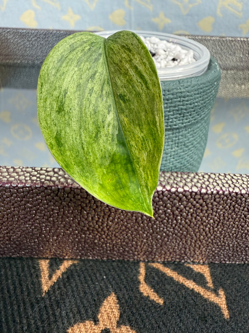 Scindapsus Hologram Variegated cutting