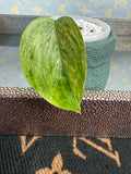 Scindapsus Hologram Variegated cutting