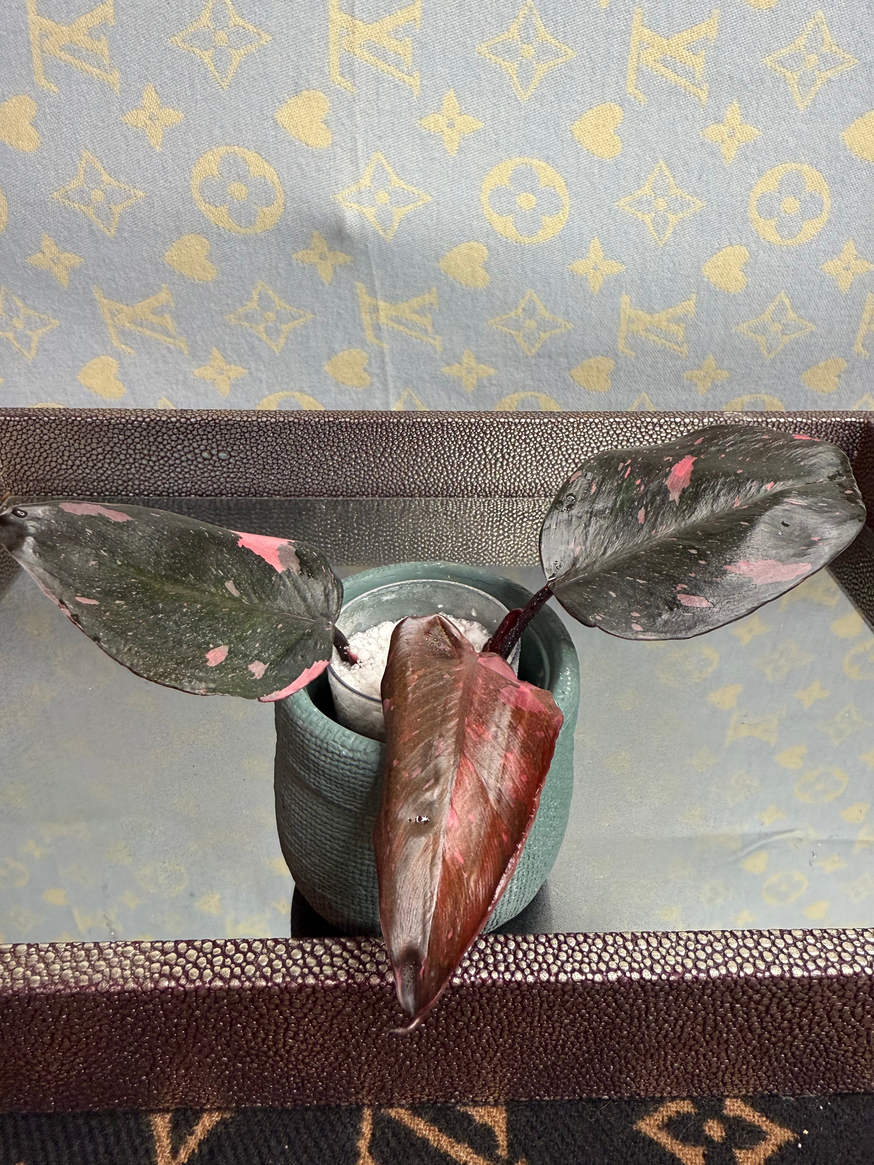 Philodendron Pink Princess cutting