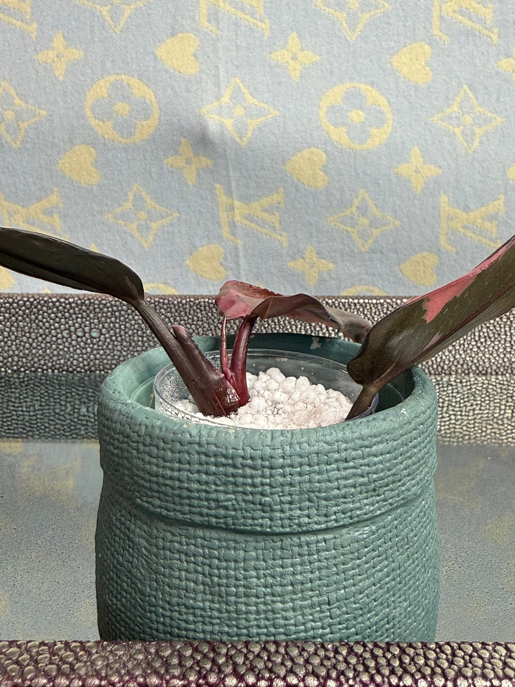 Philodendron Pink Princess cutting
