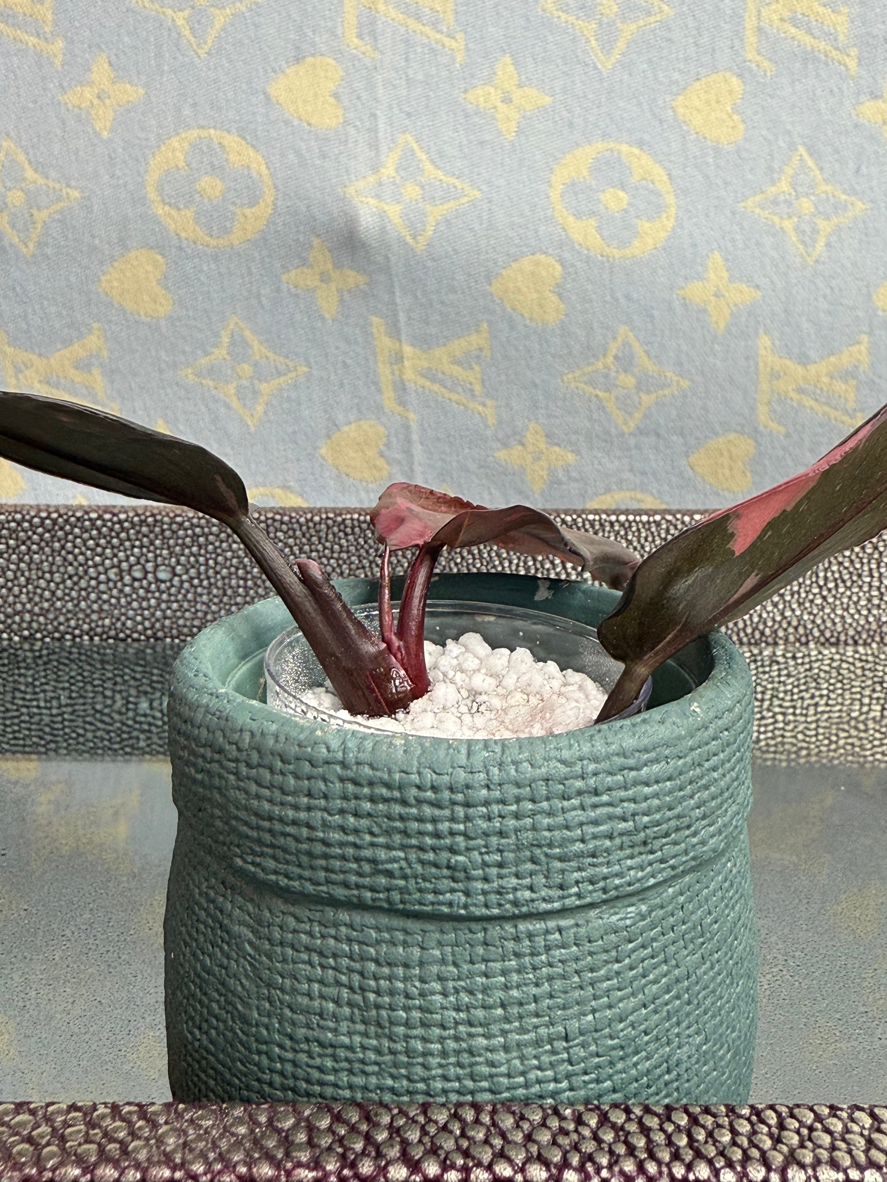 Philodendron Pink Princess cutting