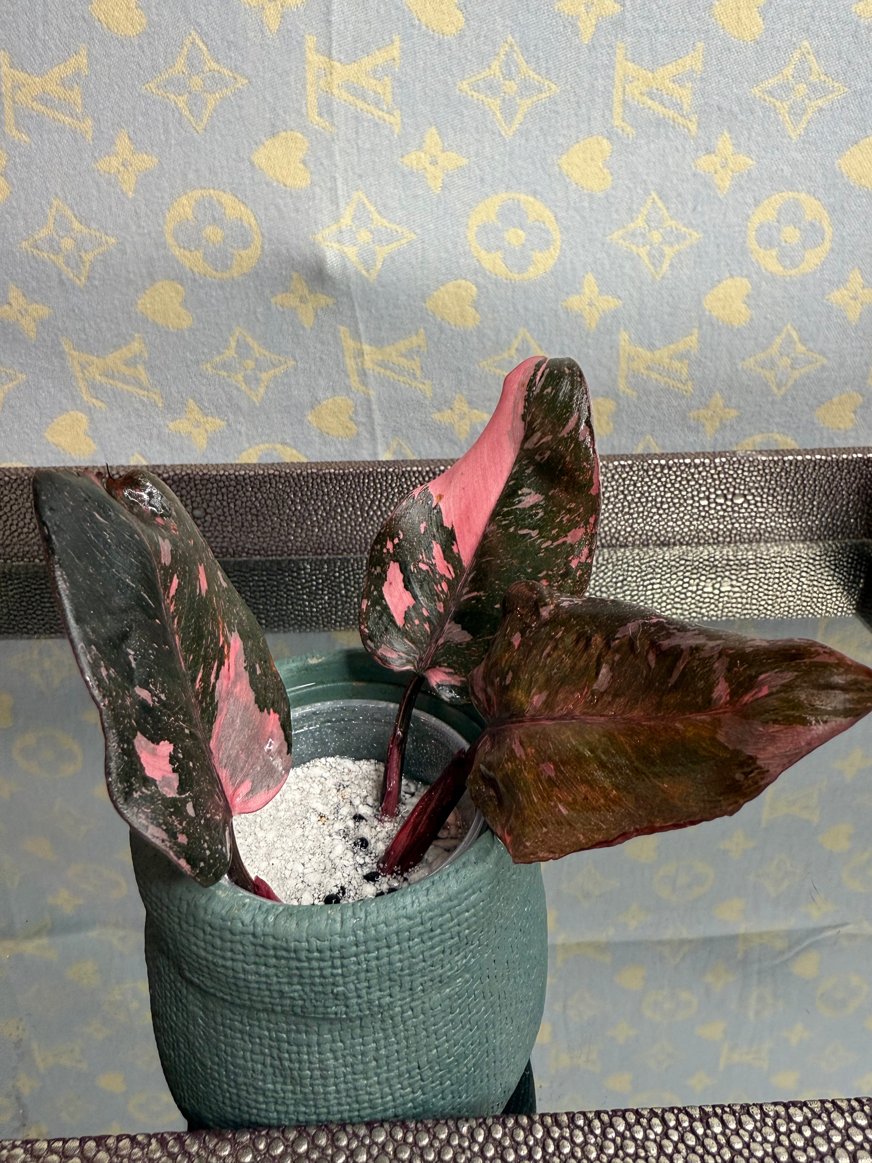 Philodendron Pink Naomi Pink Princess cutting