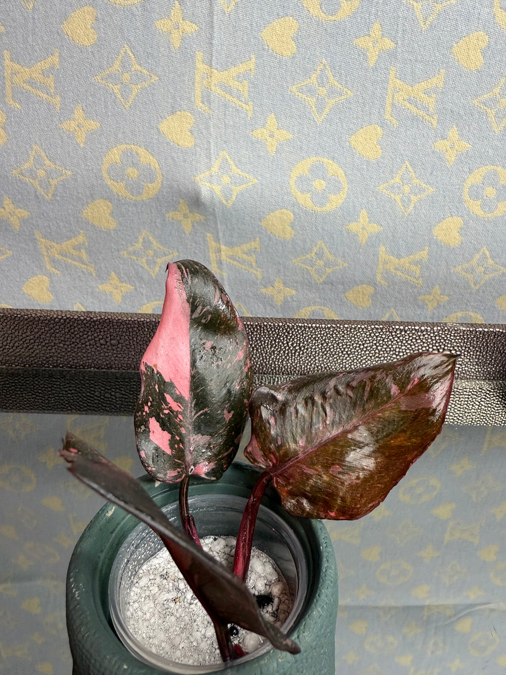 Philodendron Pink Naomi Pink Princess cutting