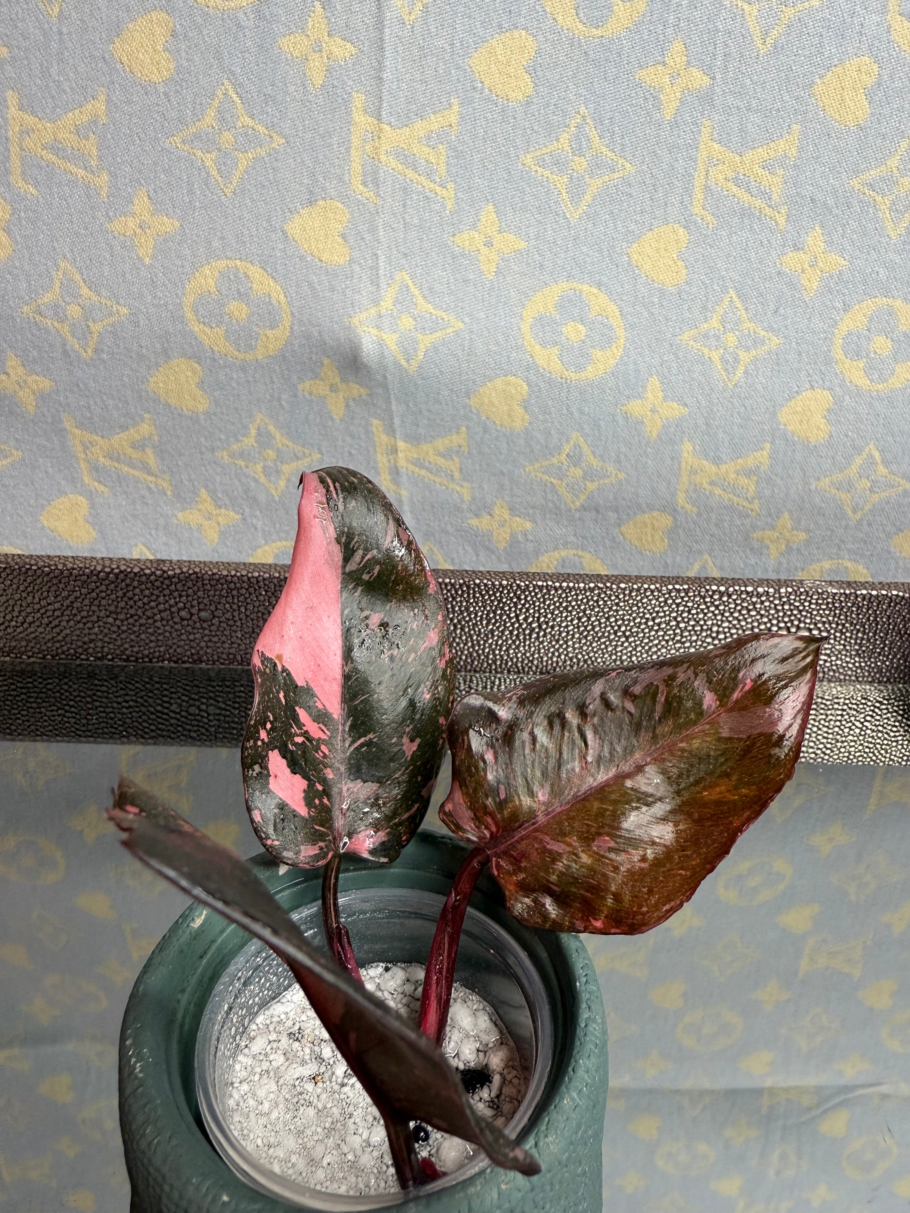 Philodendron Pink Naomi Pink Princess cutting