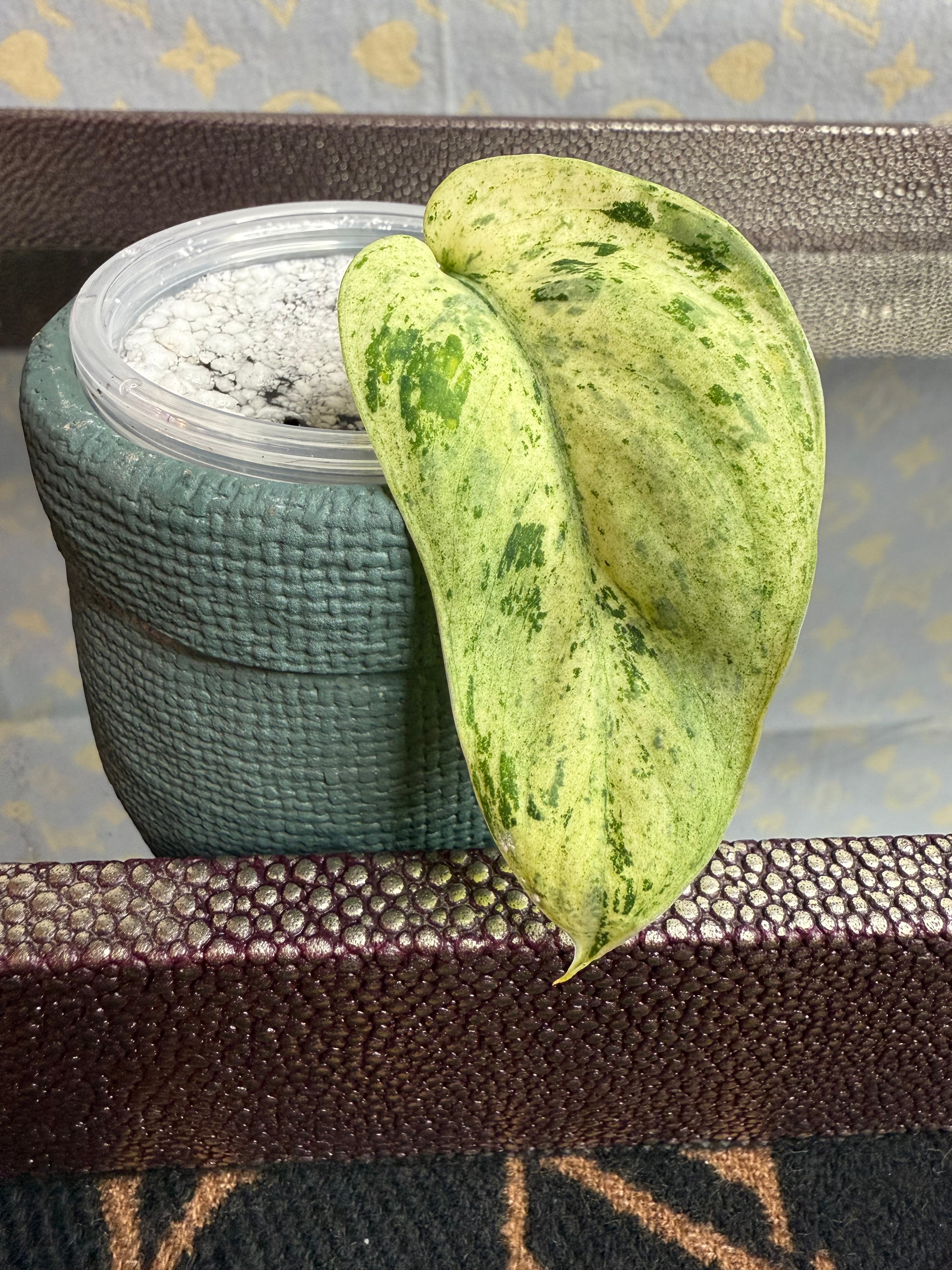 Scindapsus Marble Queen cutting