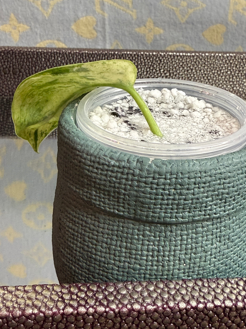 Scindapsus Marble Queen cutting