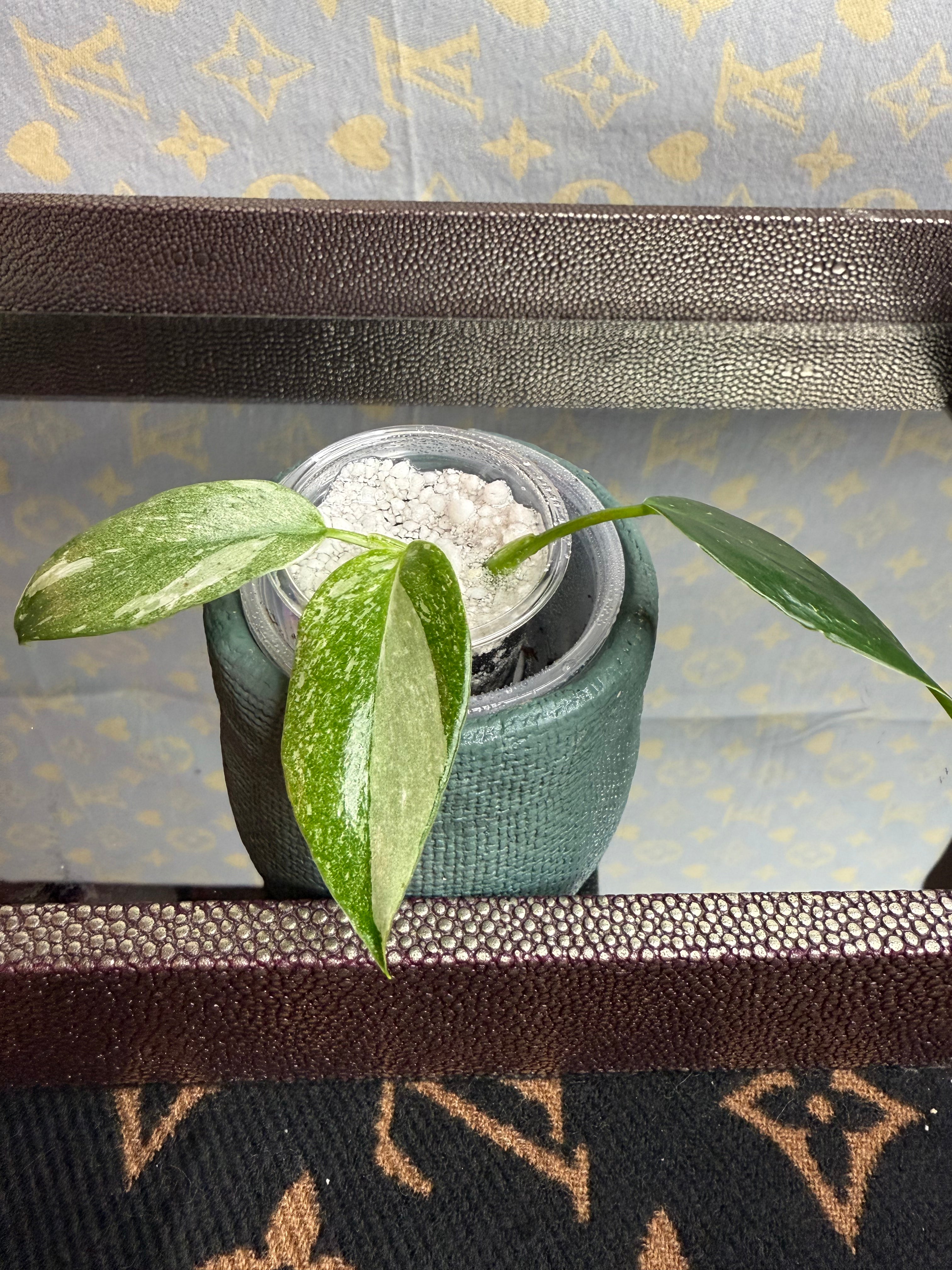 Philodendron White Wizard seedling