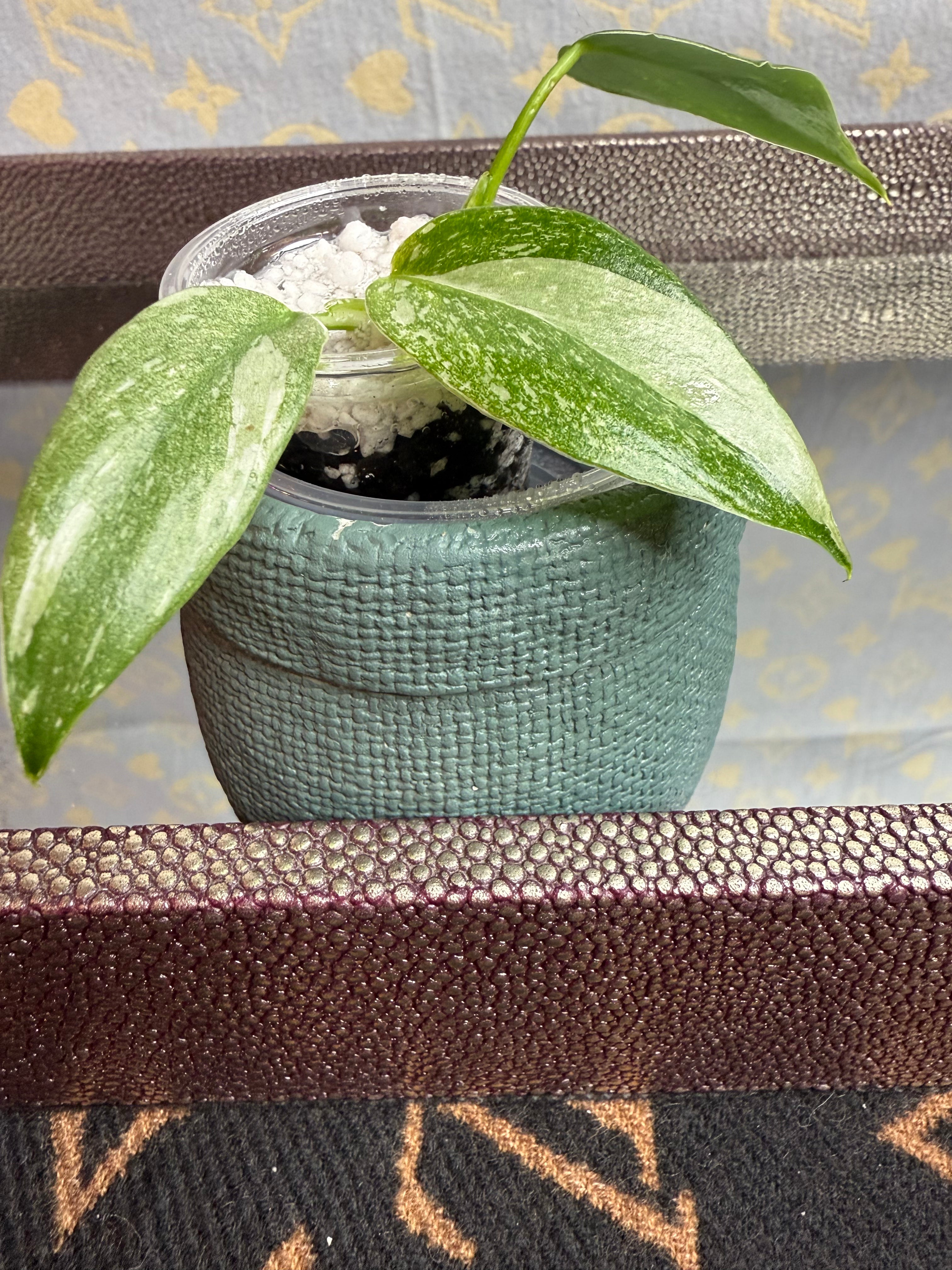 Philodendron White Wizard seedling