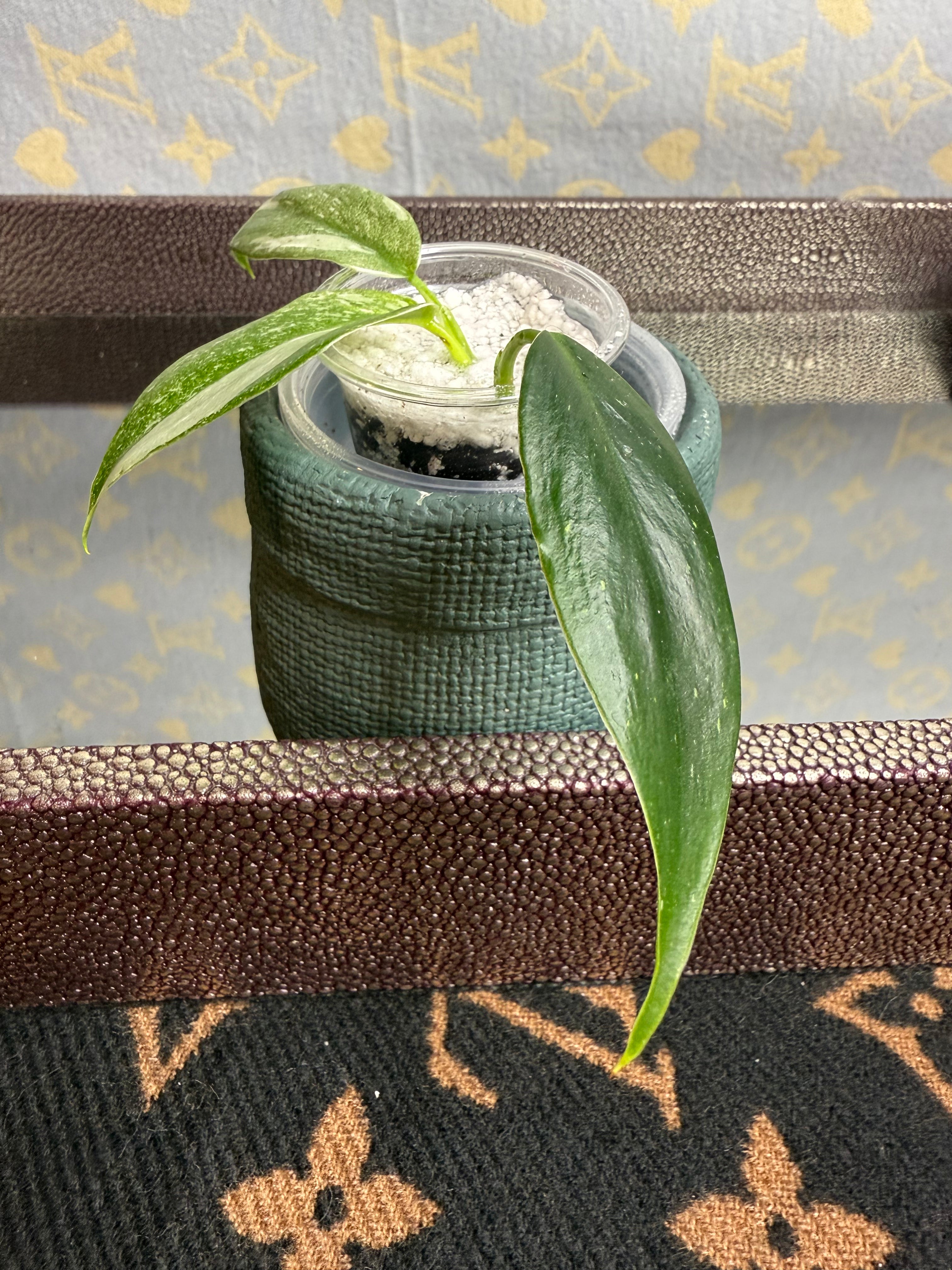 Philodendron White Wizard seedling