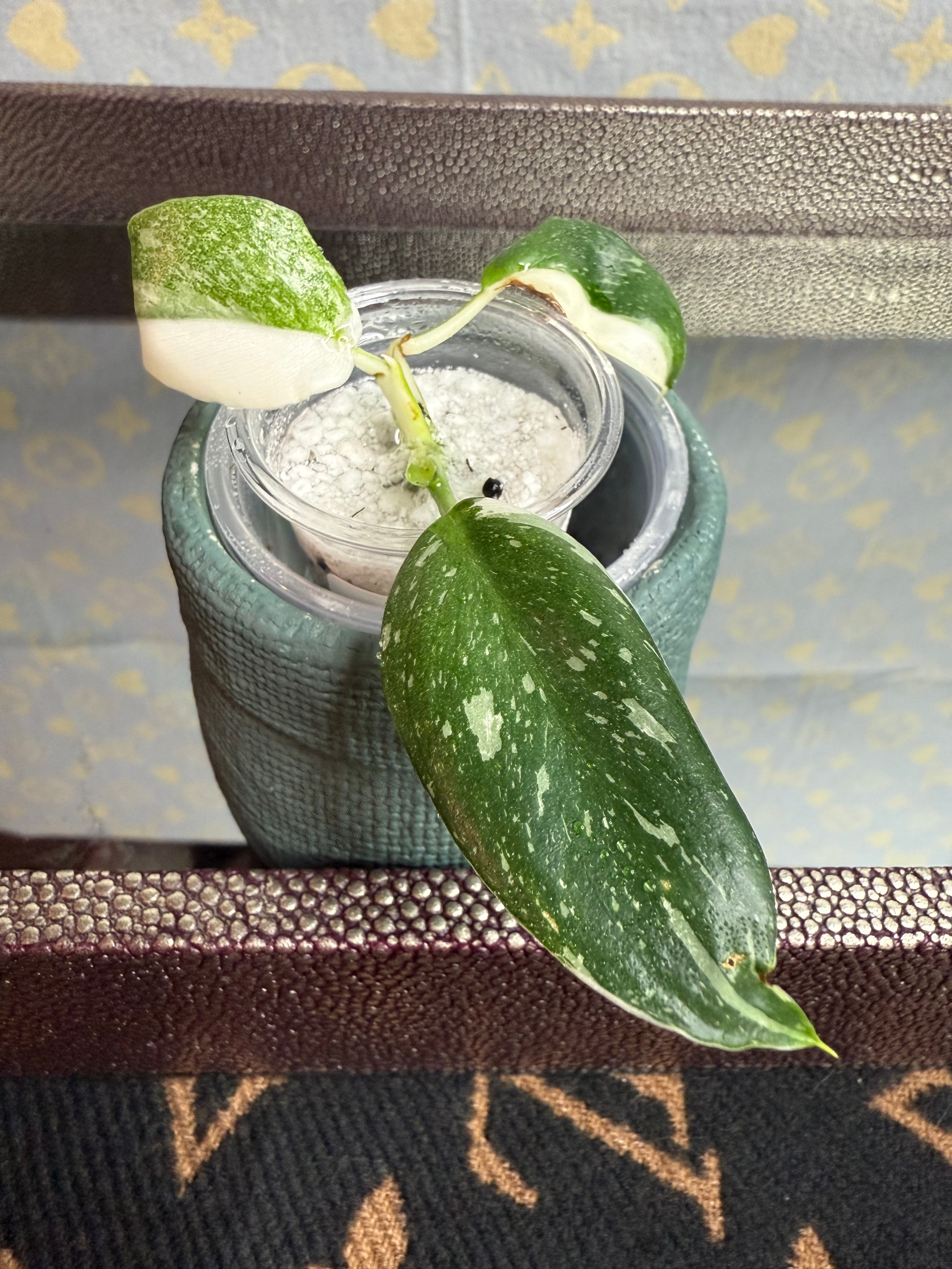 Philodendron White Wizard seedling
