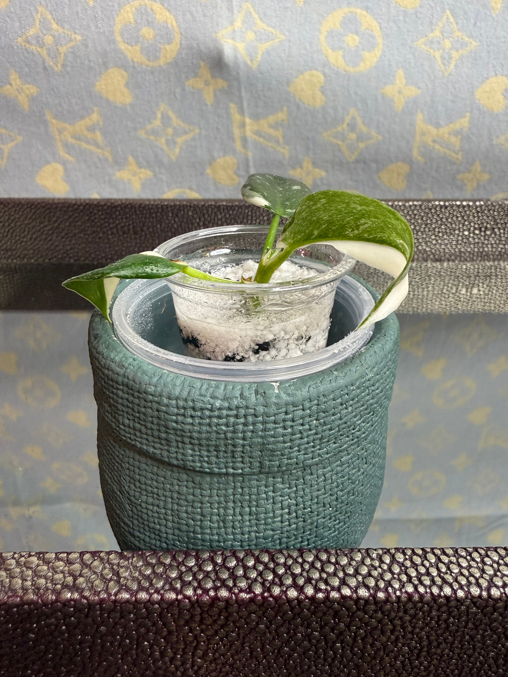 Philodendron White Wizard seedling