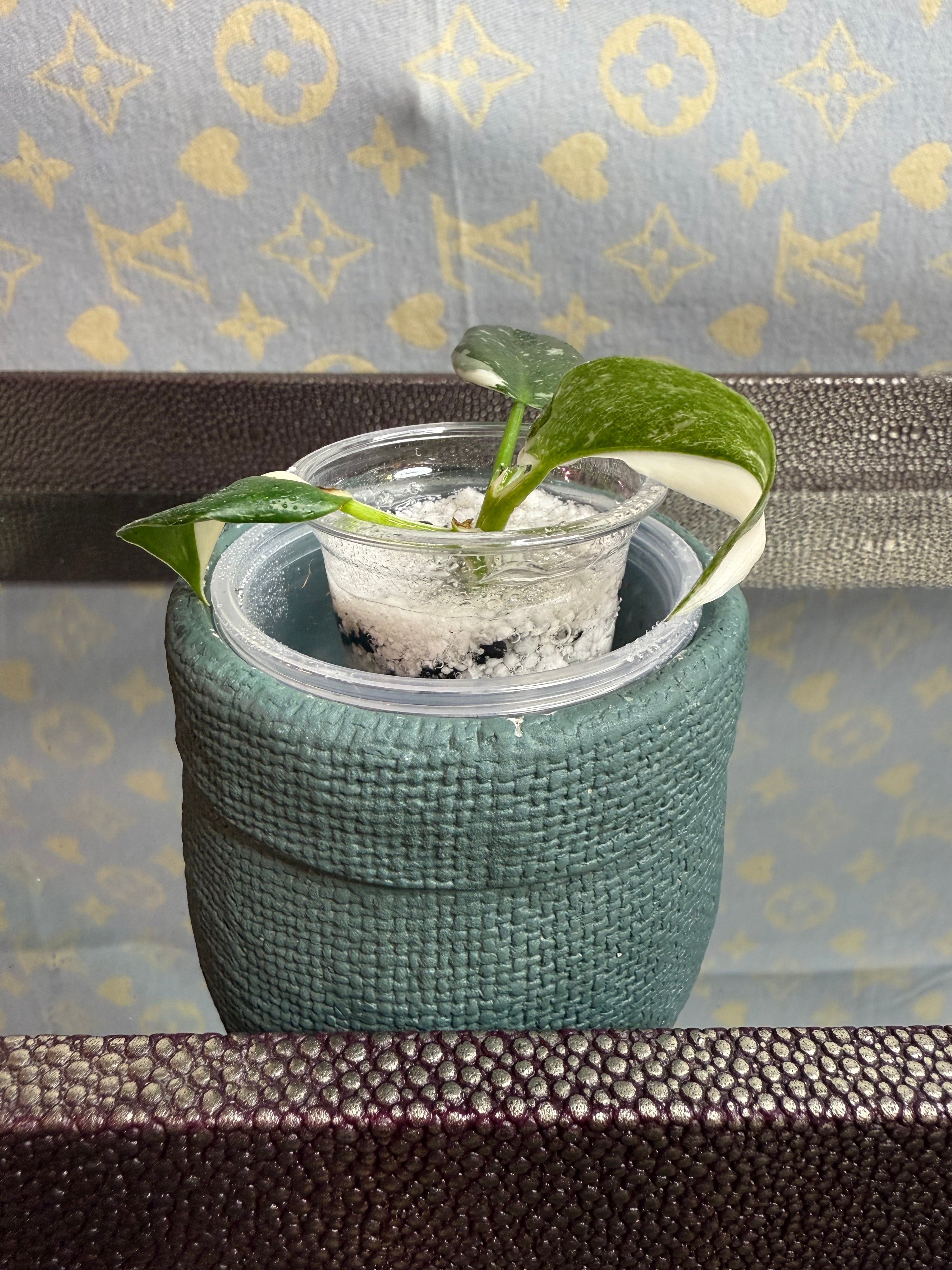 Philodendron White Wizard seedling