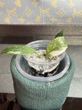Philodendron White Wizard seedling
