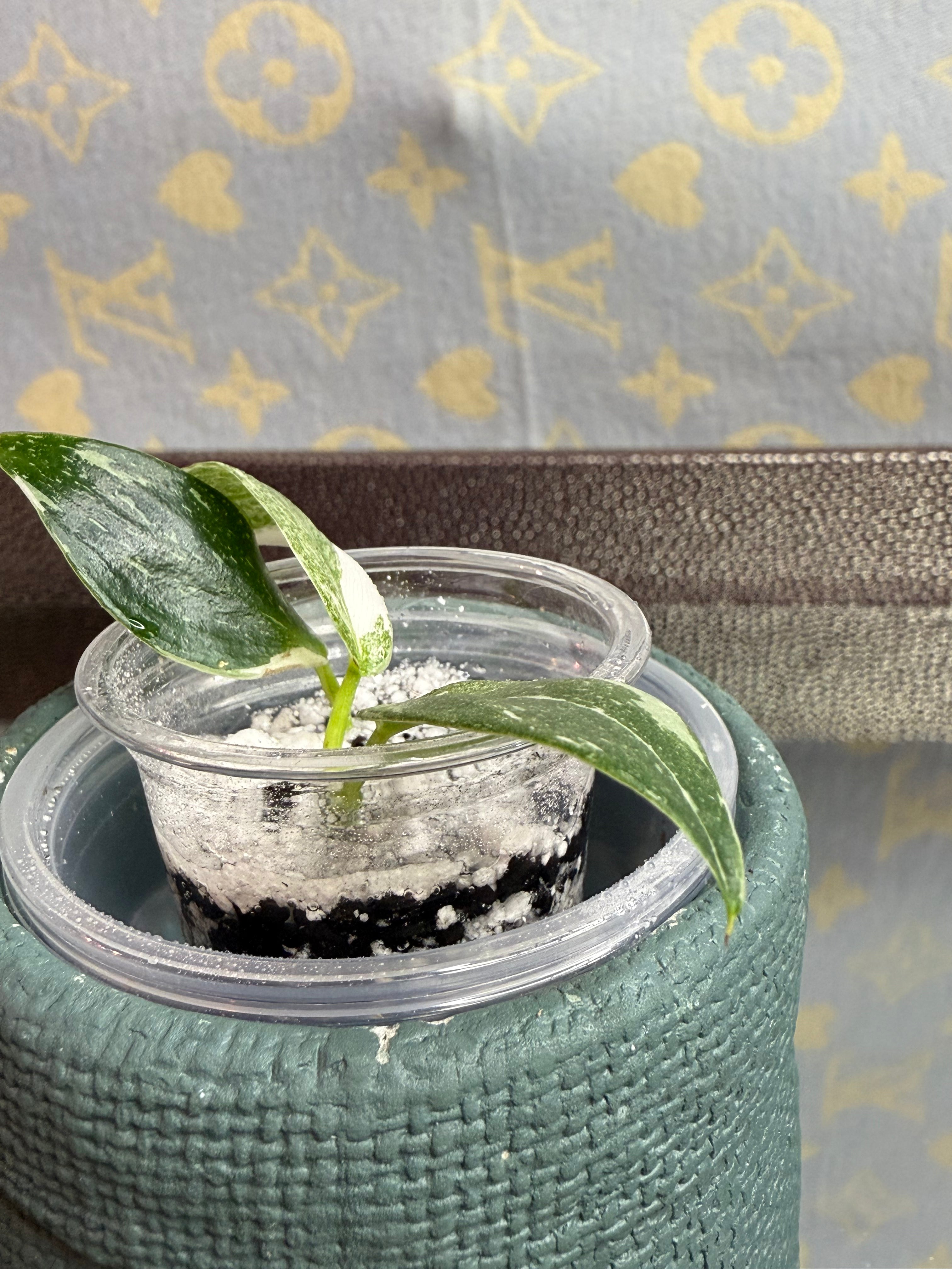 Philodendron White Wizard seedling