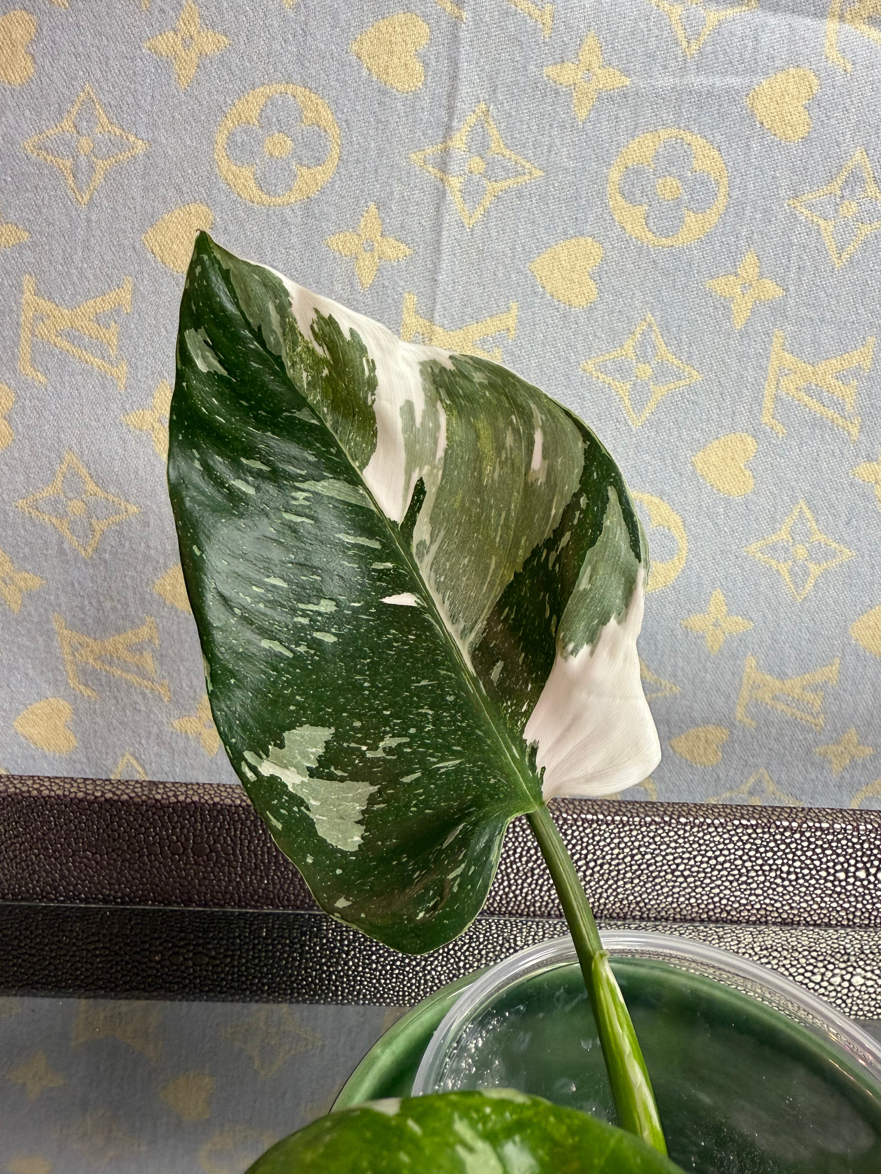Philodendron White Wizard cutting