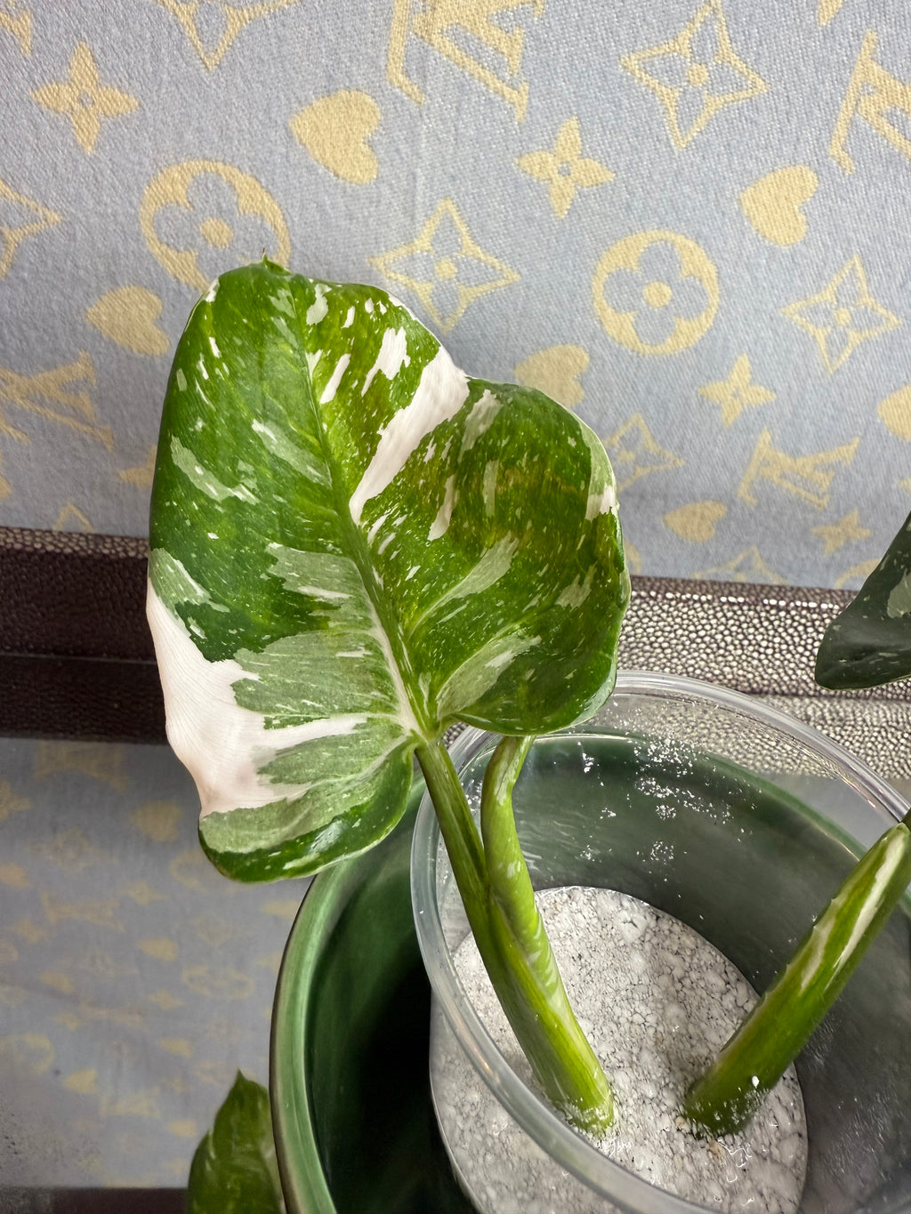 Philodendron White Wizard cutting
