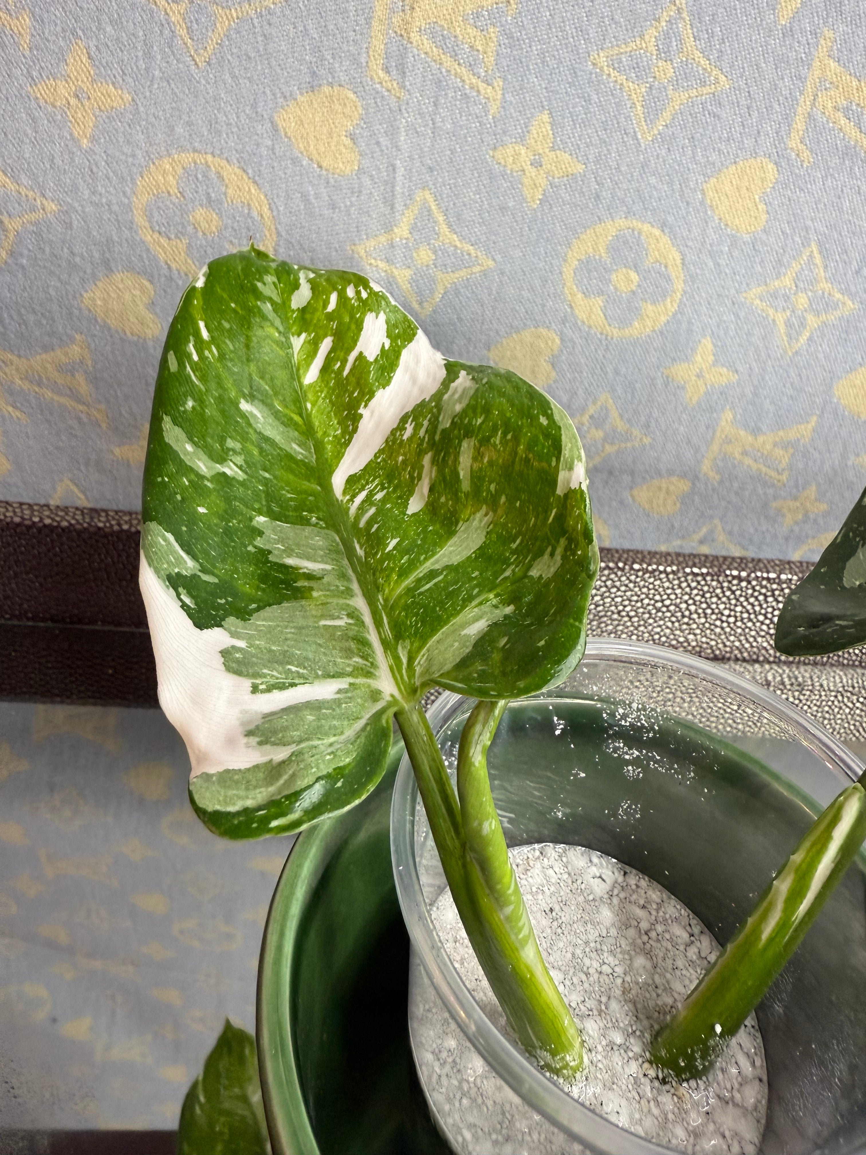 Philodendron White Wizard cutting