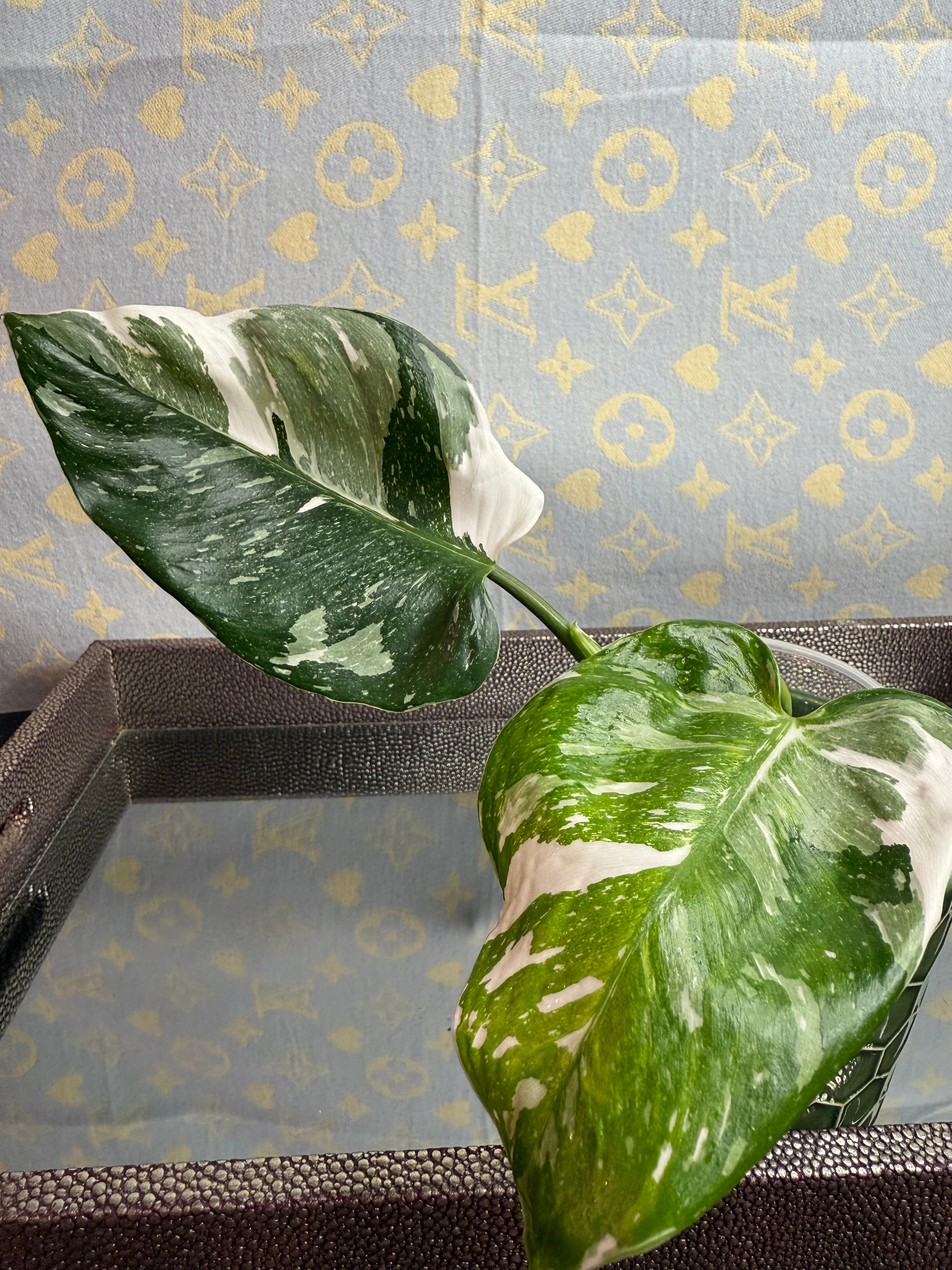 Philodendron White Wizard cutting
