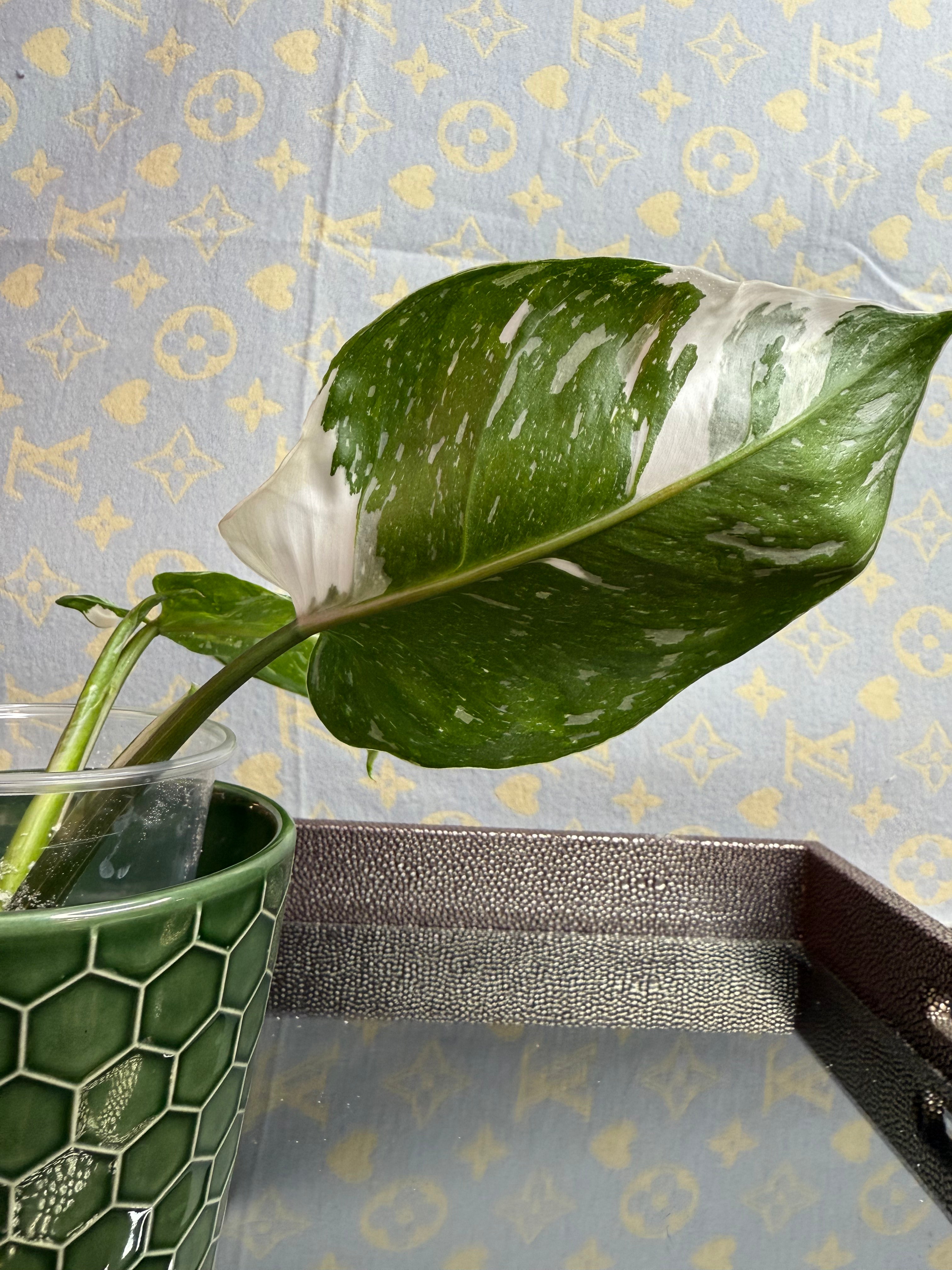 Philodendron White Wizard cutting
