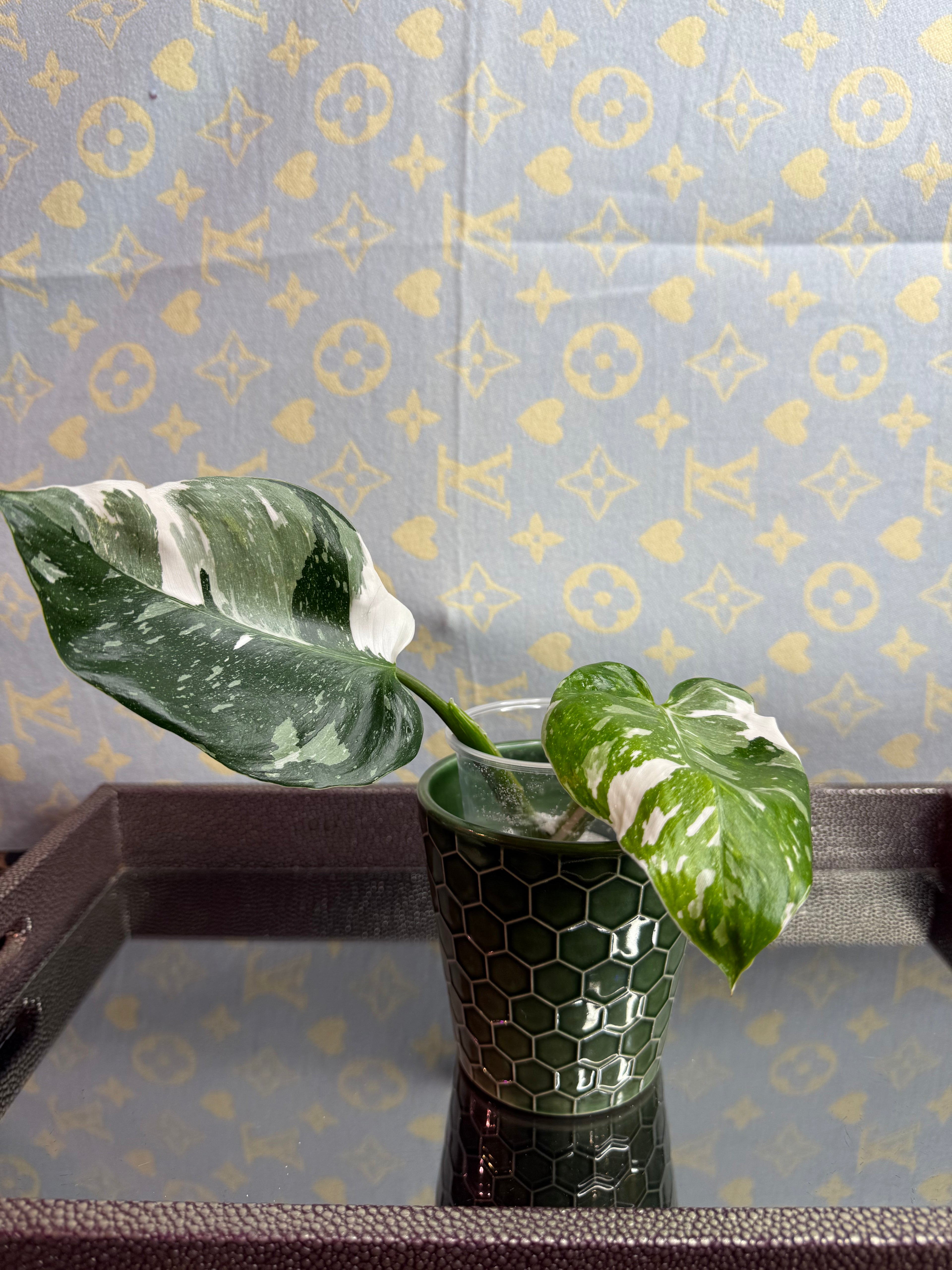 Philodendron White Wizard cutting