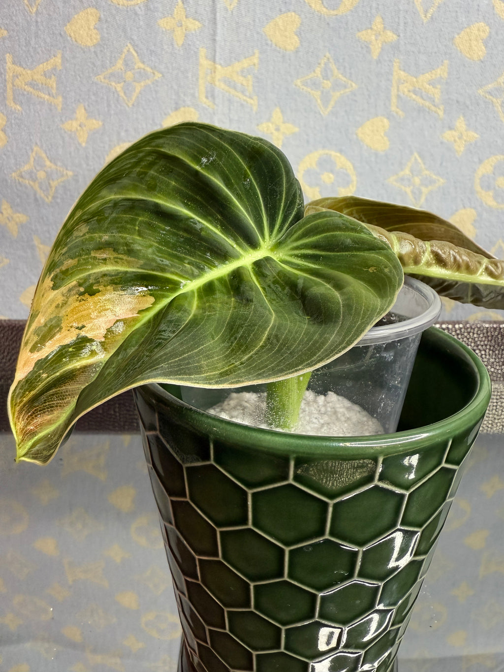 Philodendron Melanochrysum Variegated cutting