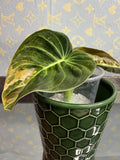 Philodendron Melanochrysum Variegated cutting