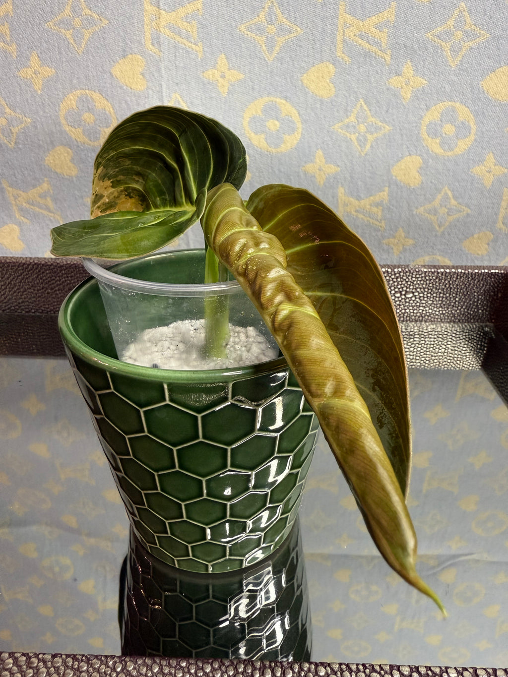 Philodendron Melanochrysum Variegated cutting