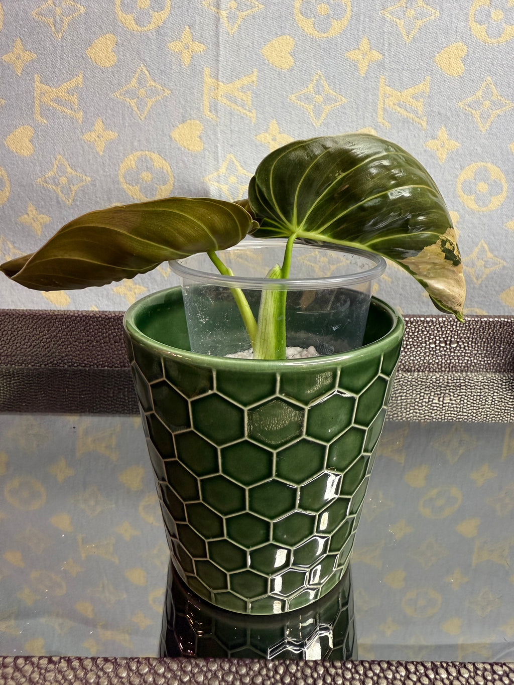 Philodendron Melanochrysum Variegated cutting