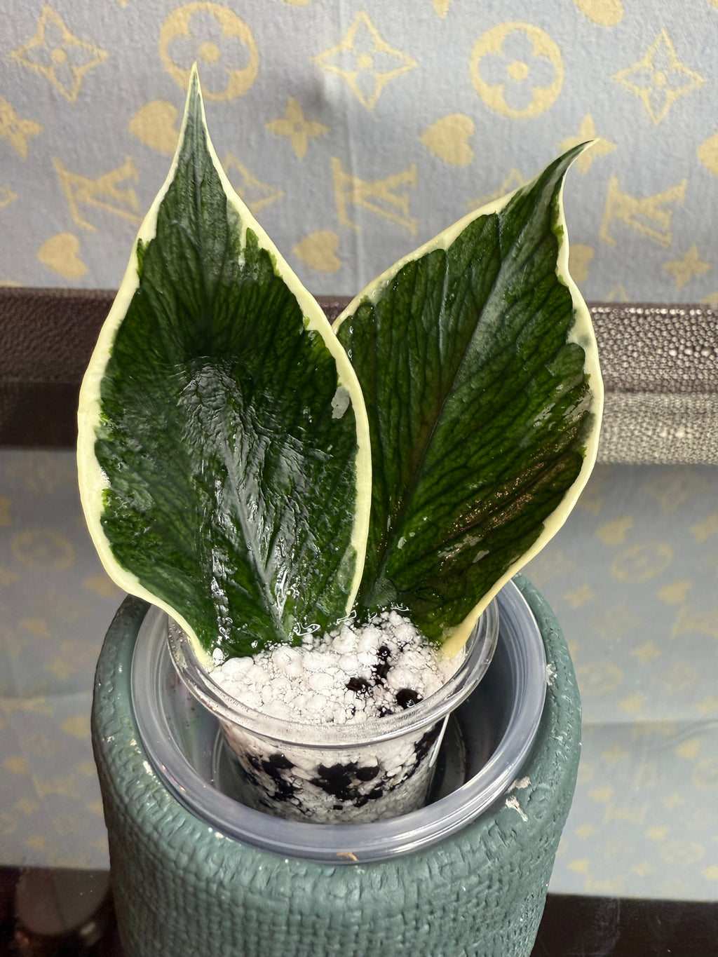 Hoya Polyneura Variegated cutting