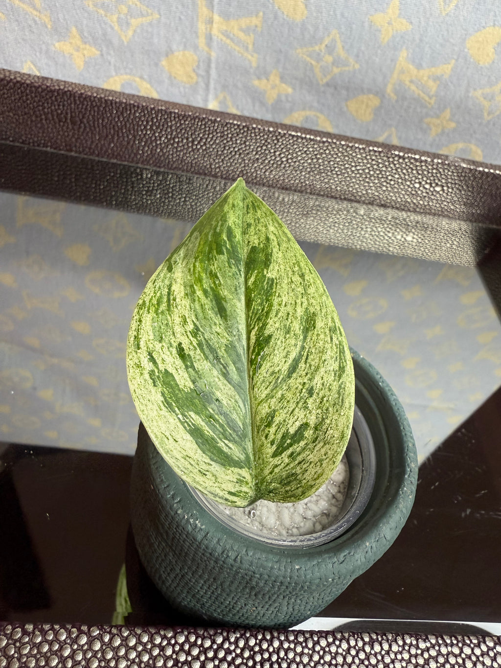 Scindapsus Hologram Variegated cutting