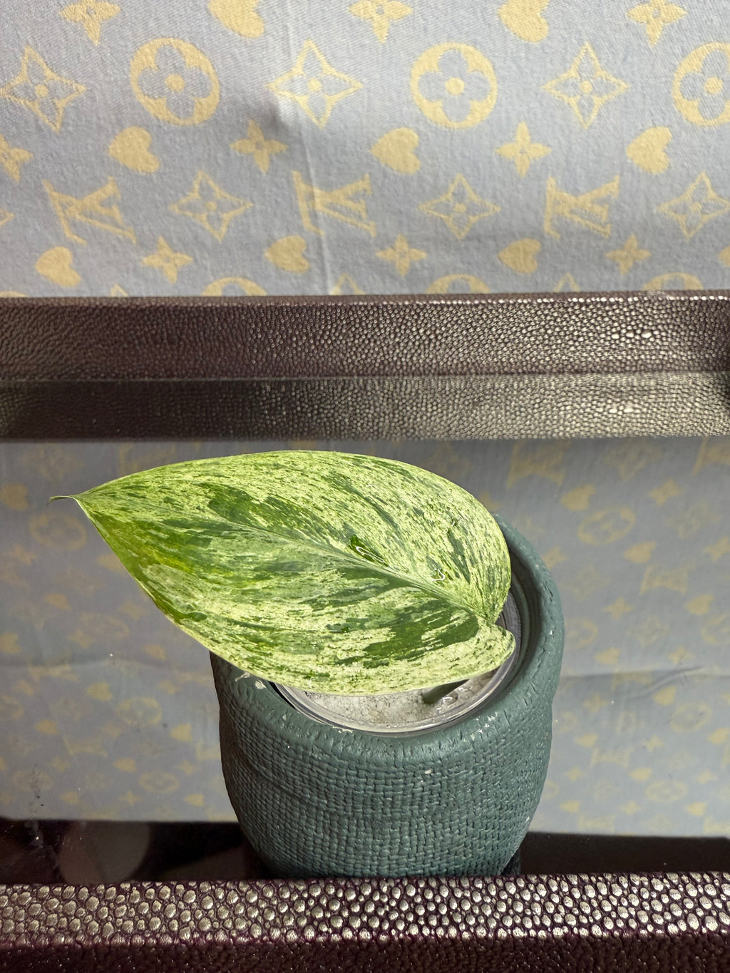 Scindapsus Hologram Variegated cutting