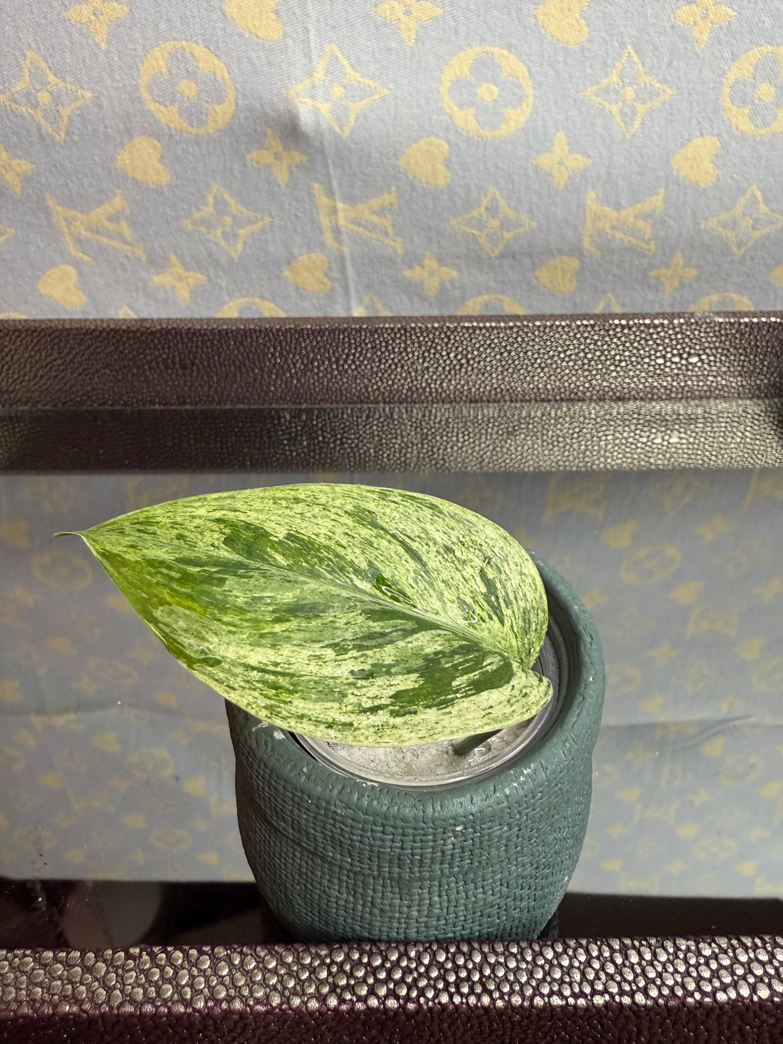 Scindapsus Hologram Variegated cutting