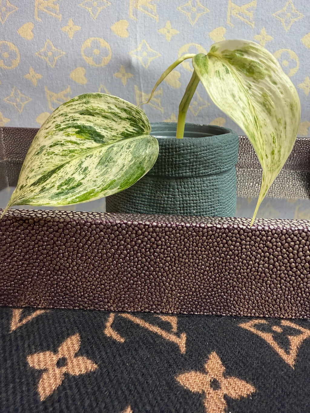 Scindapsus Hologram Variegated cutting
