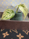 Scindapsus Hologram Variegated cutting
