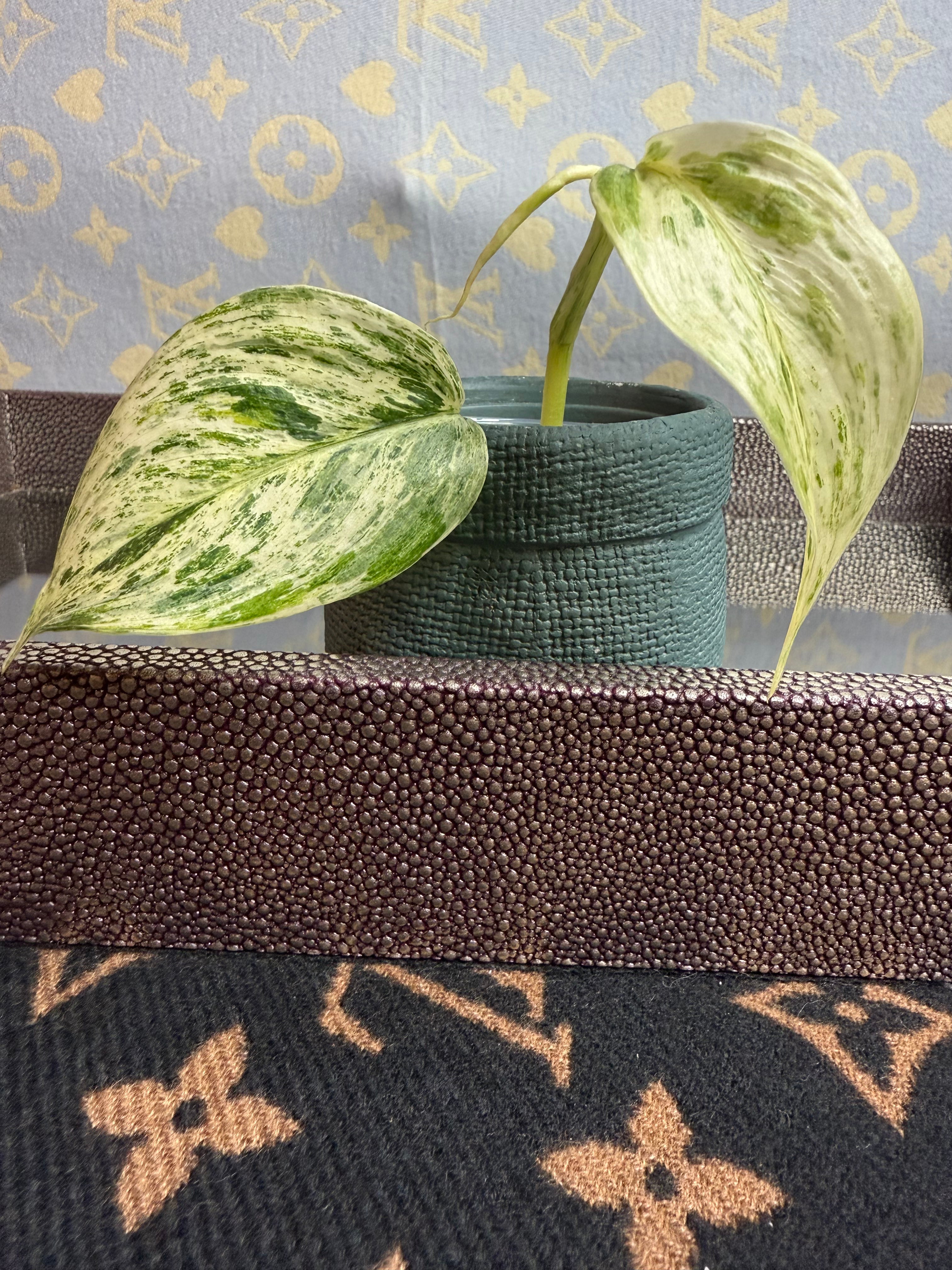 Scindapsus Hologram Variegated cutting