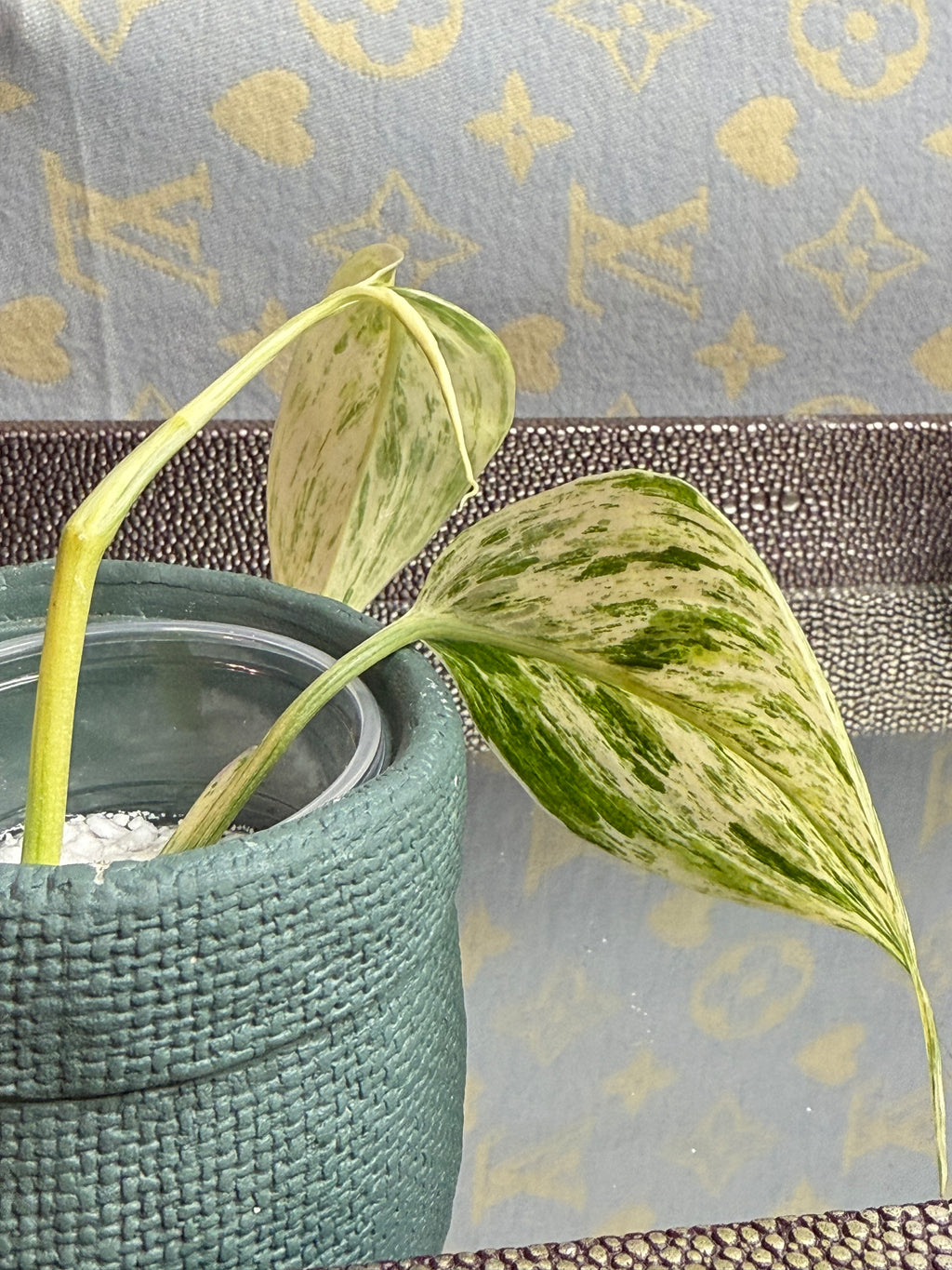 Scindapsus Hologram Variegated cutting