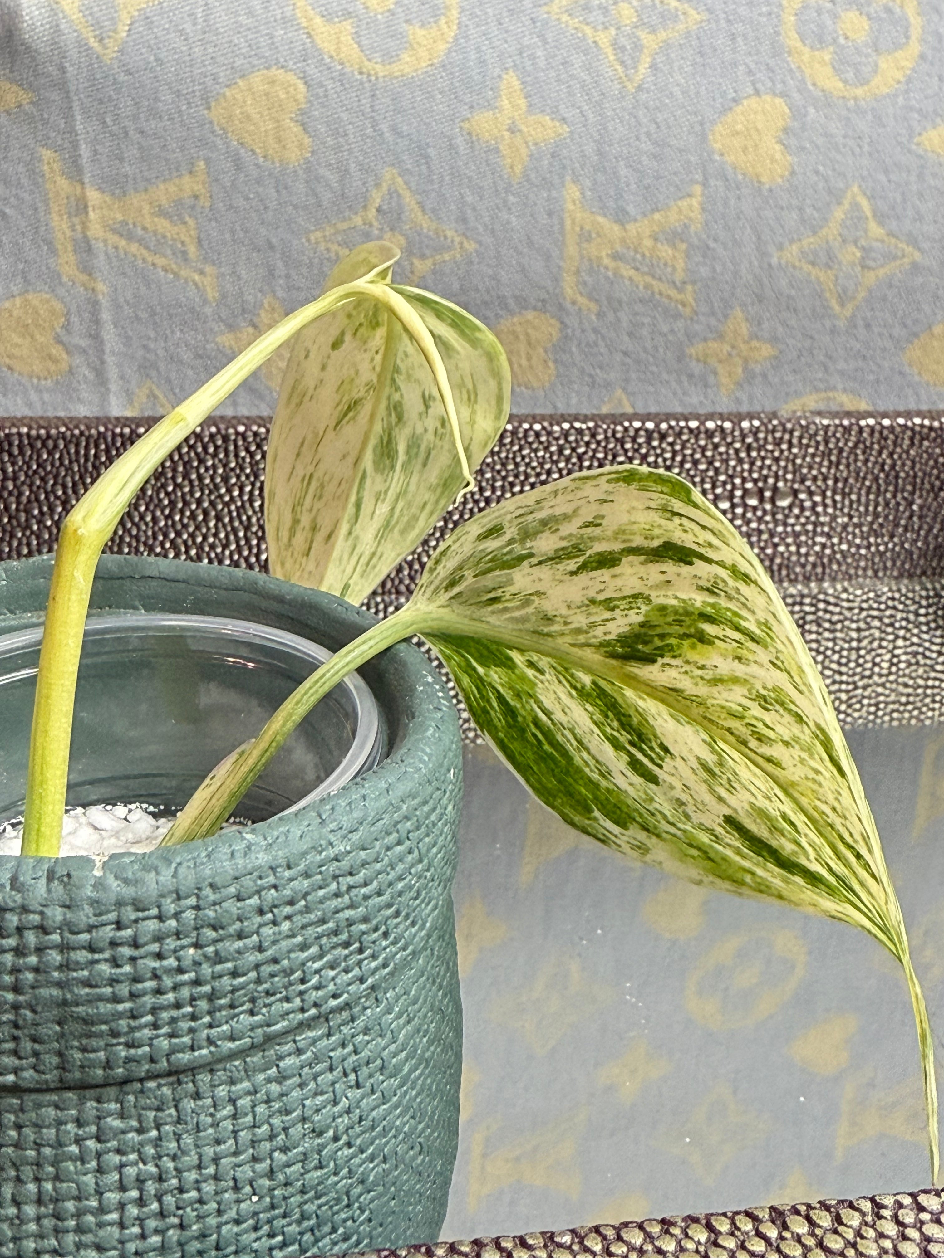 Scindapsus Hologram Variegated cutting