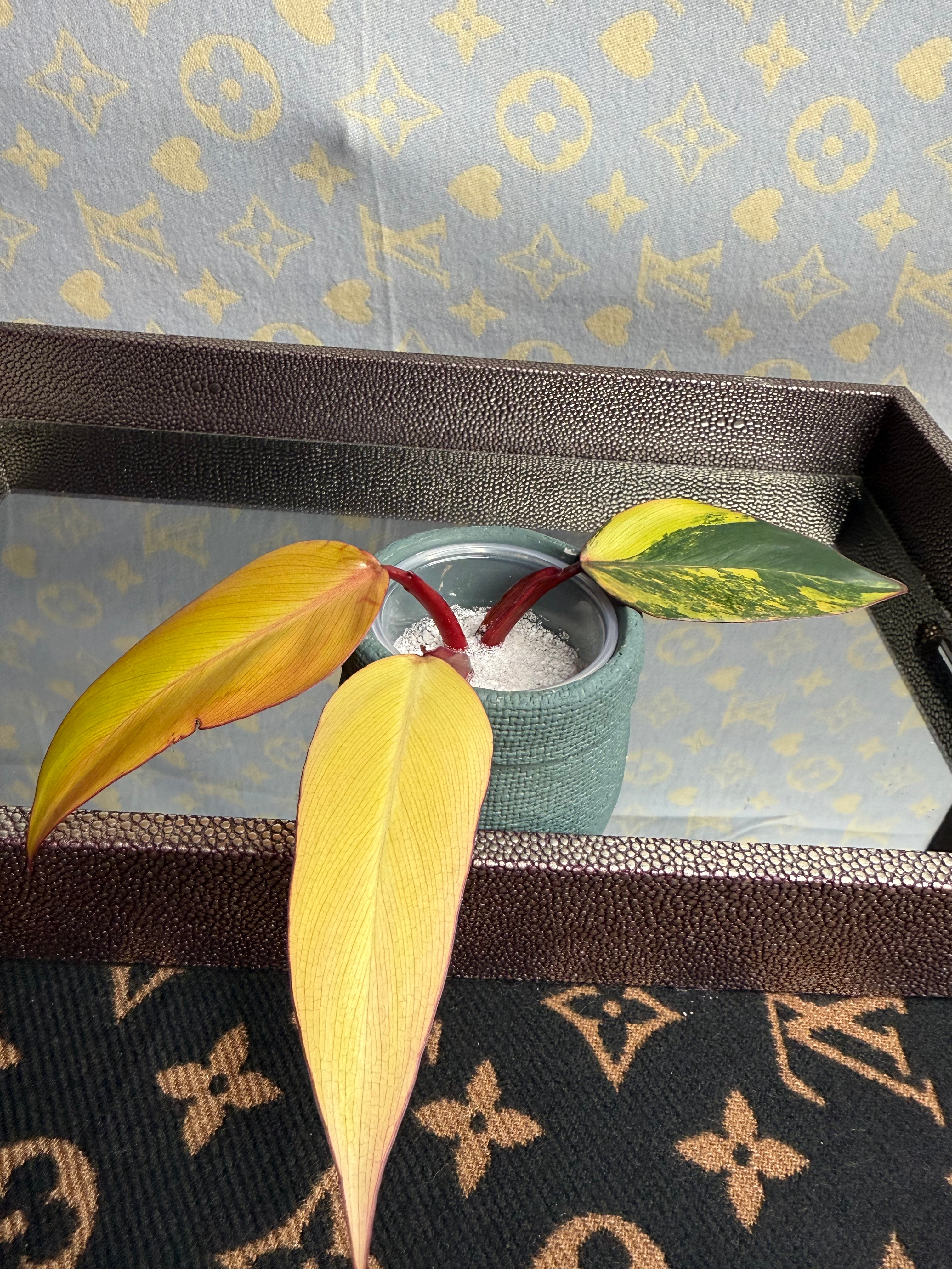 Philodendron Strawberry Shake cutting (high var)
