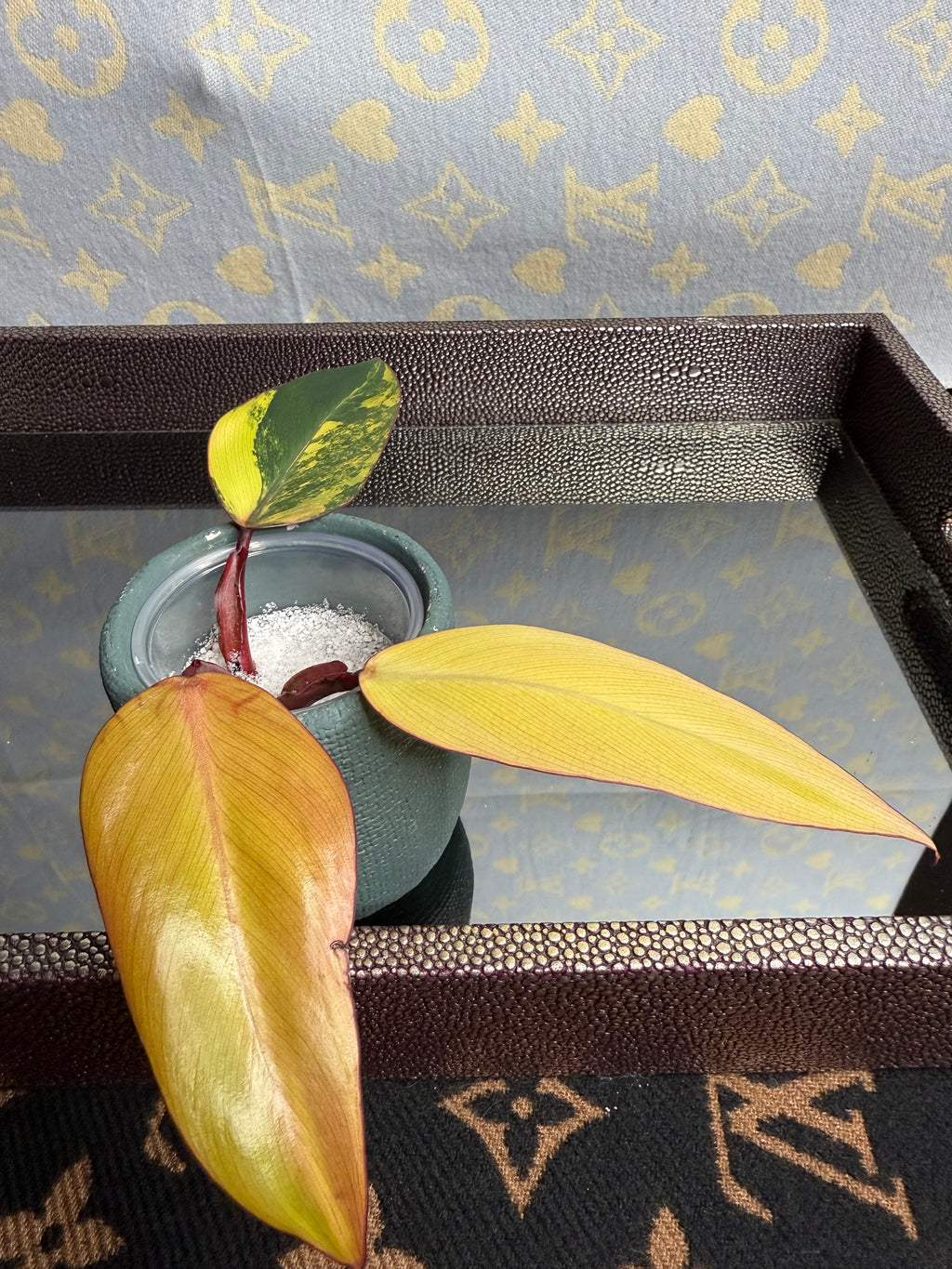 Philodendron Strawberry Shake cutting (high var)