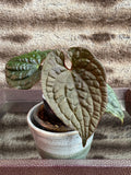 Anthurium NSE Red Crystal X
Luxurians
