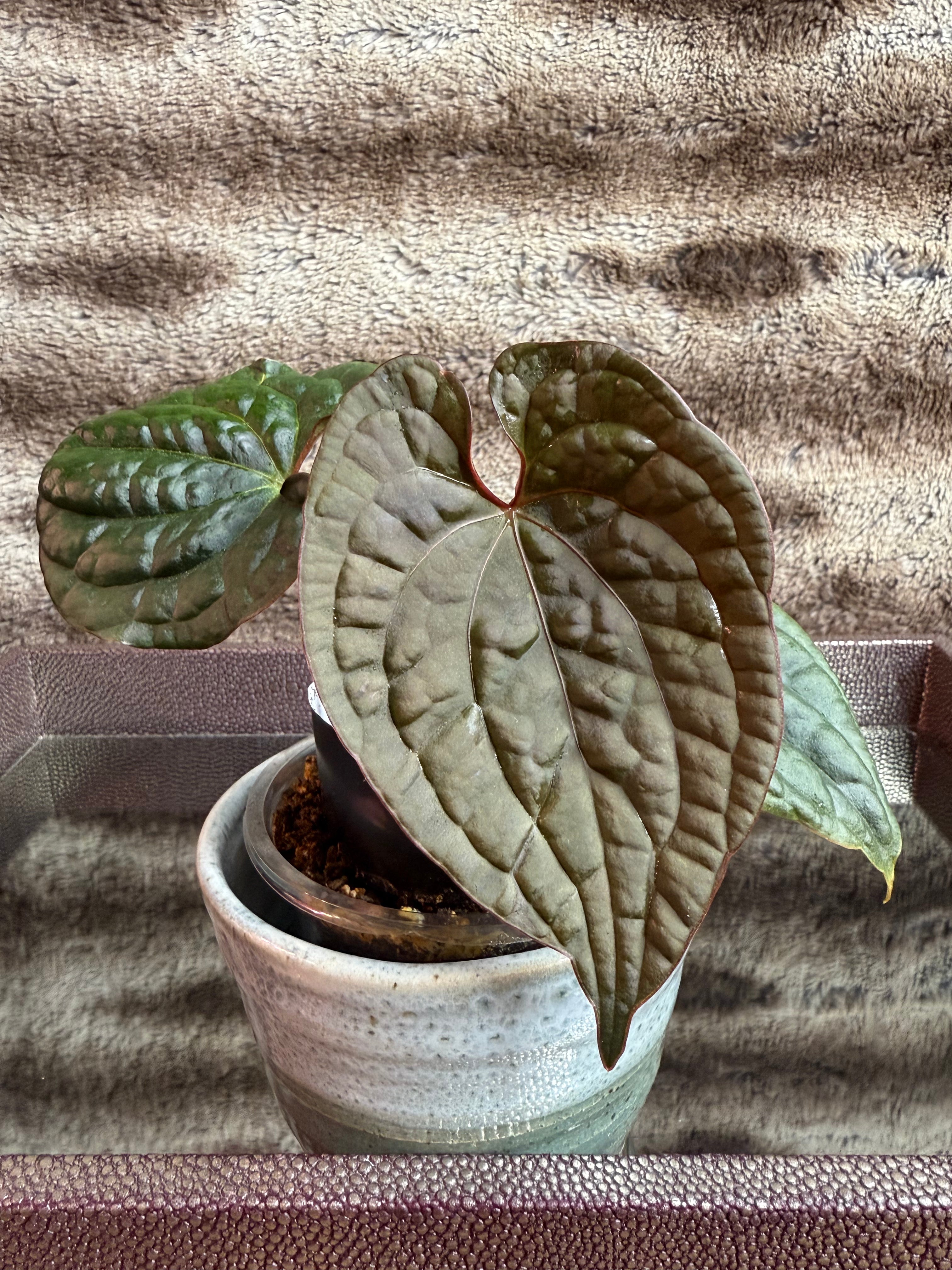 Anthurium NSE Red Crystal X
Luxurians