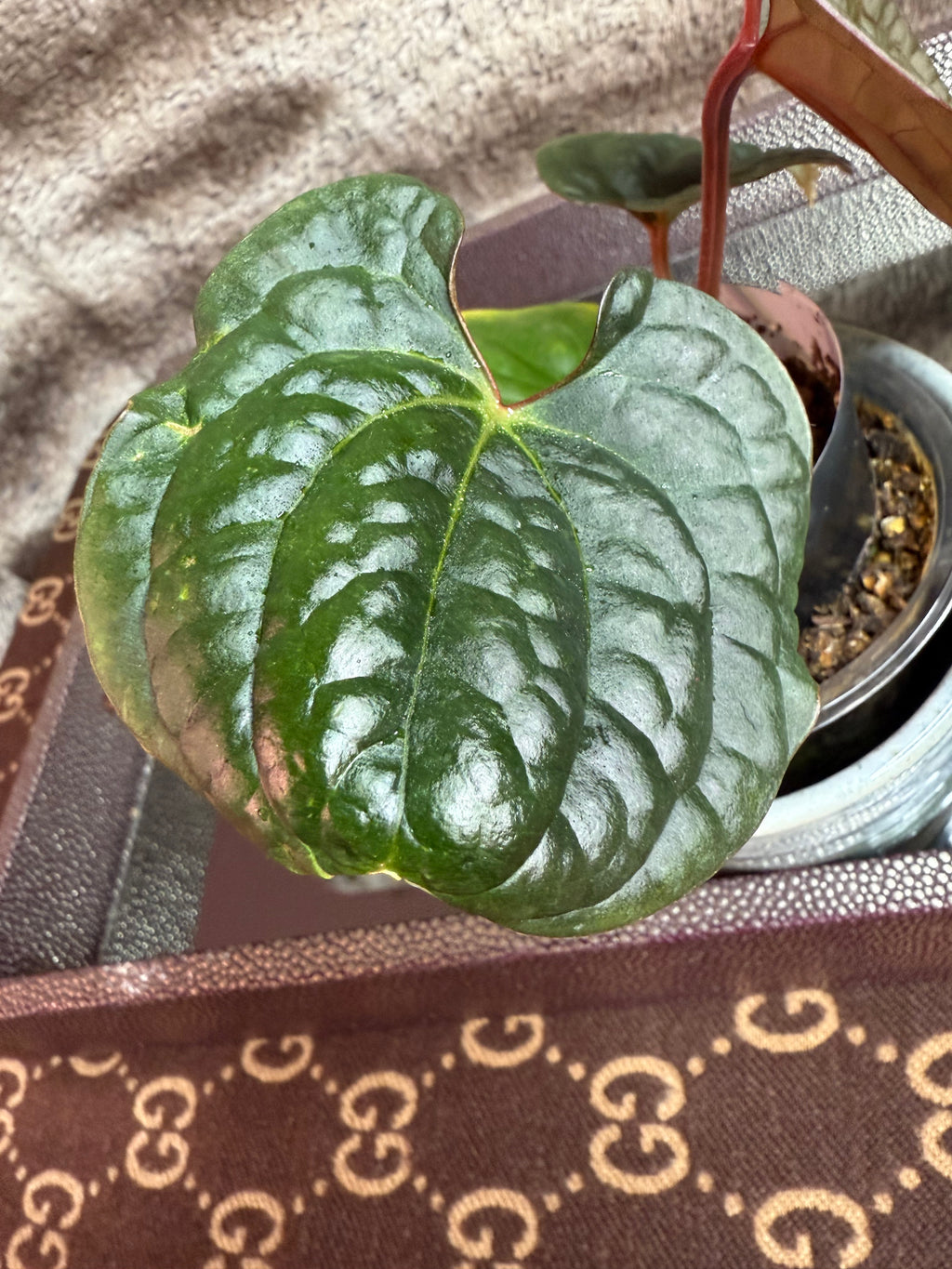Anthurium NSE Red Crystal X
Luxurians