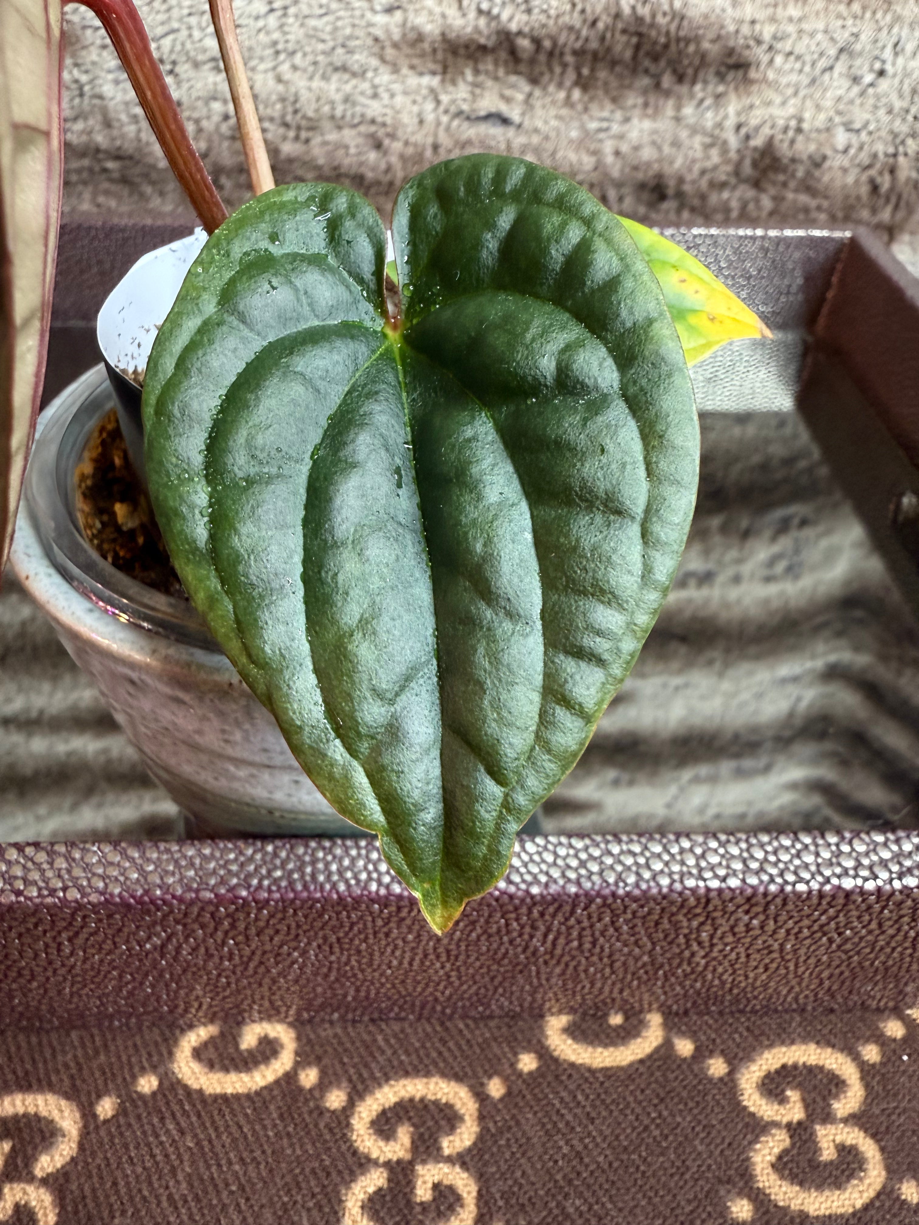 Anthurium NSE Red Crystal X
Luxurians