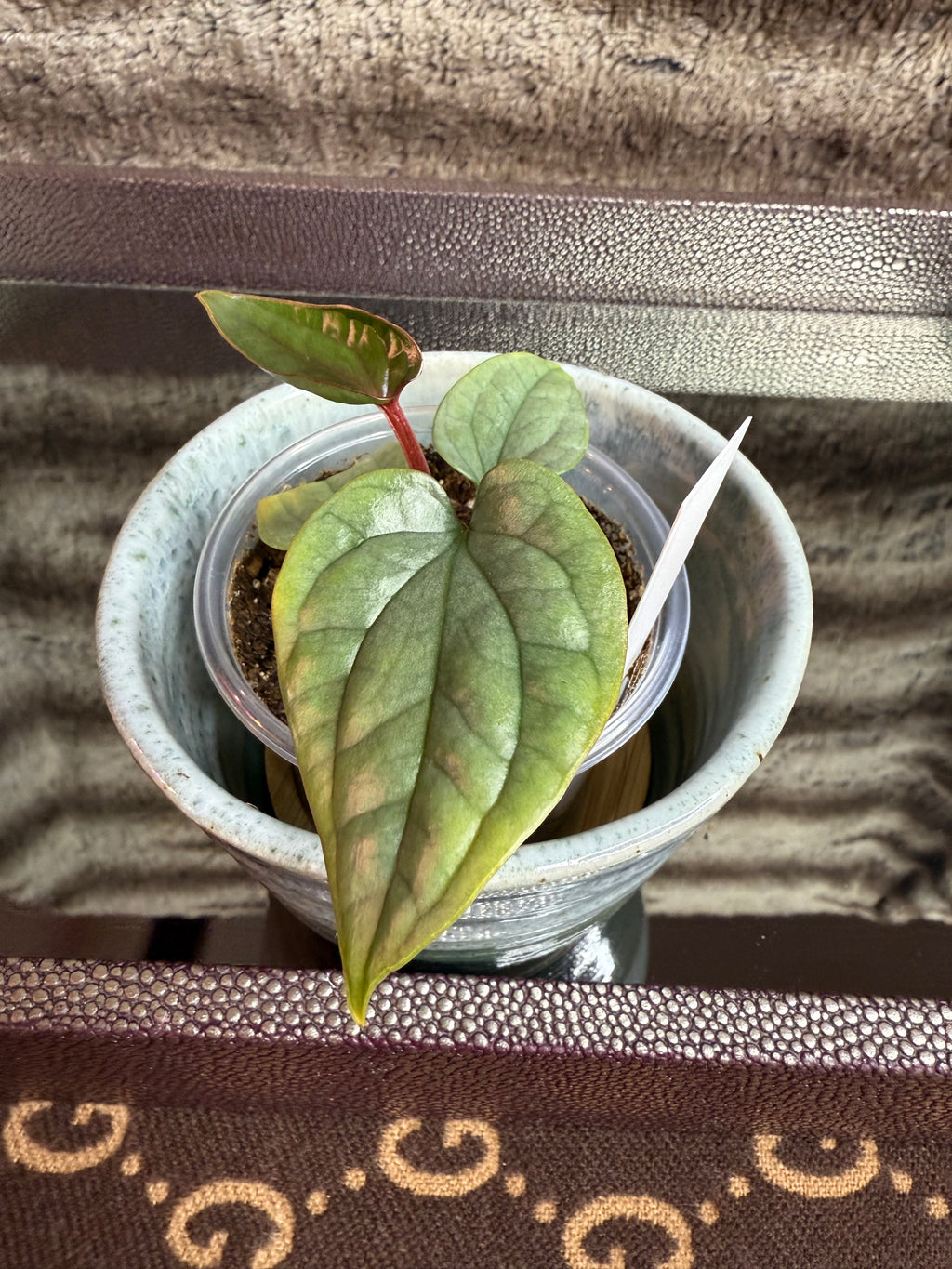 Anthurium Luxurian