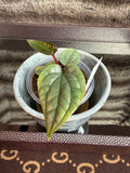 Anthurium Luxurian