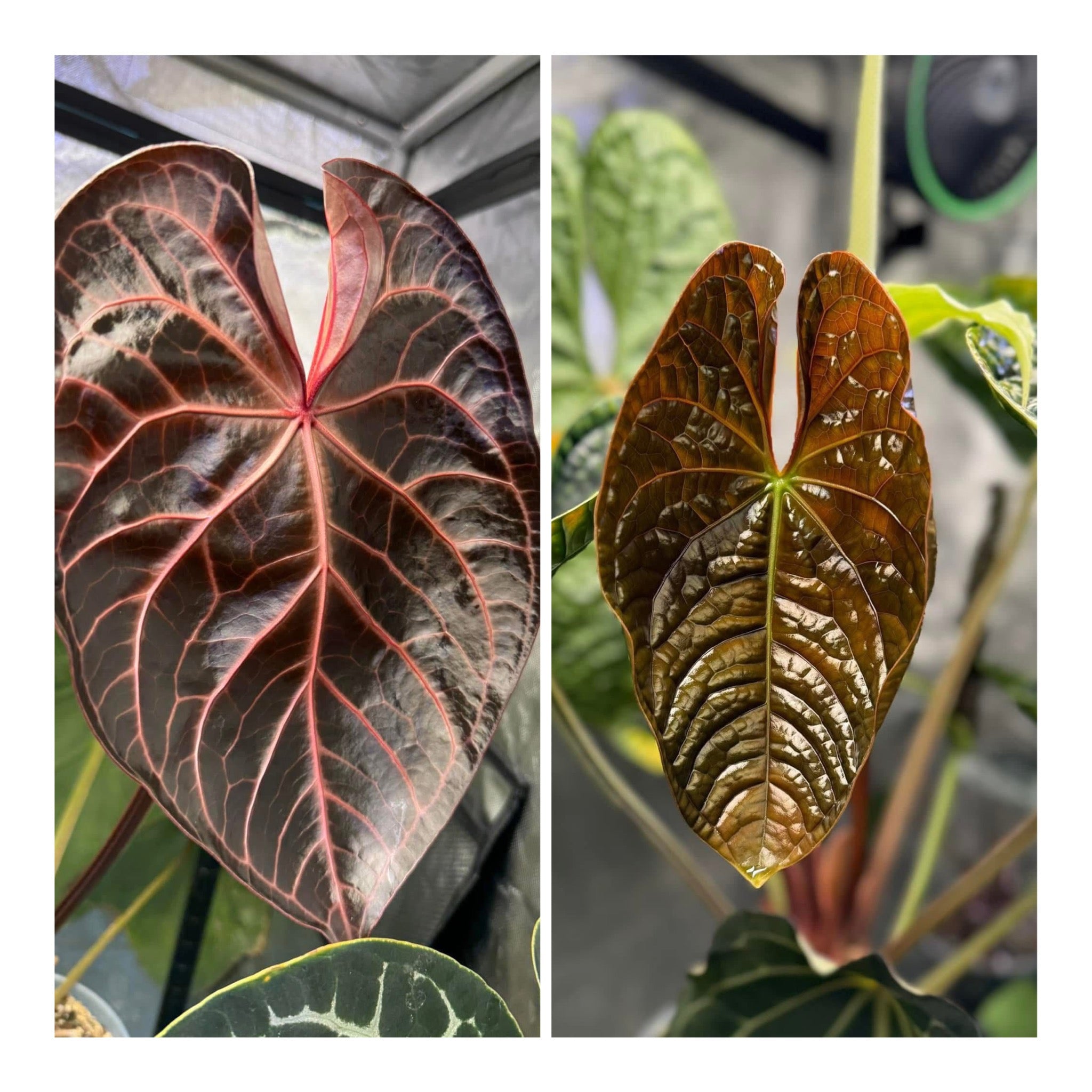 Anthurium Luxurian